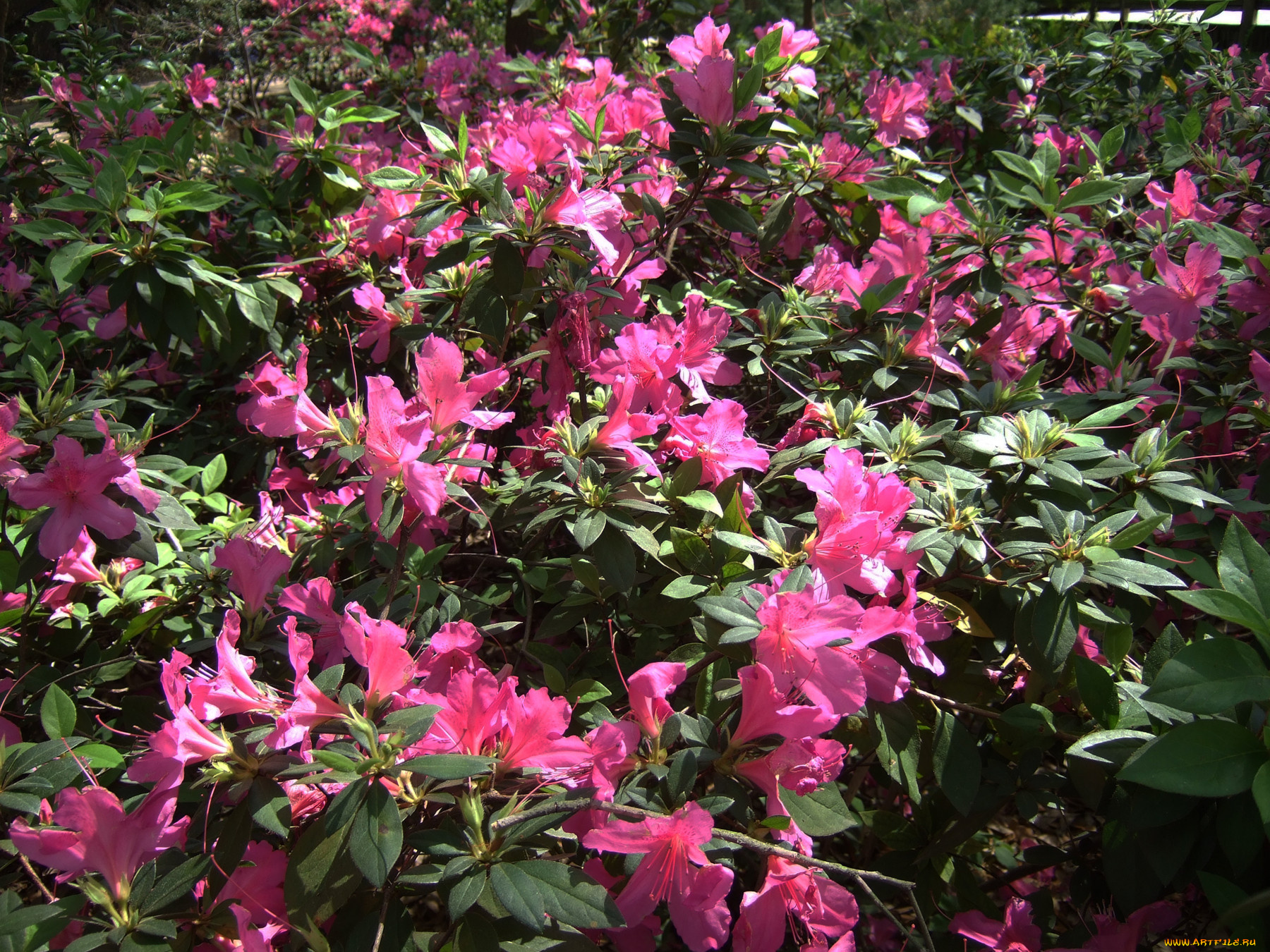 цветы, рододендроны, азалии
