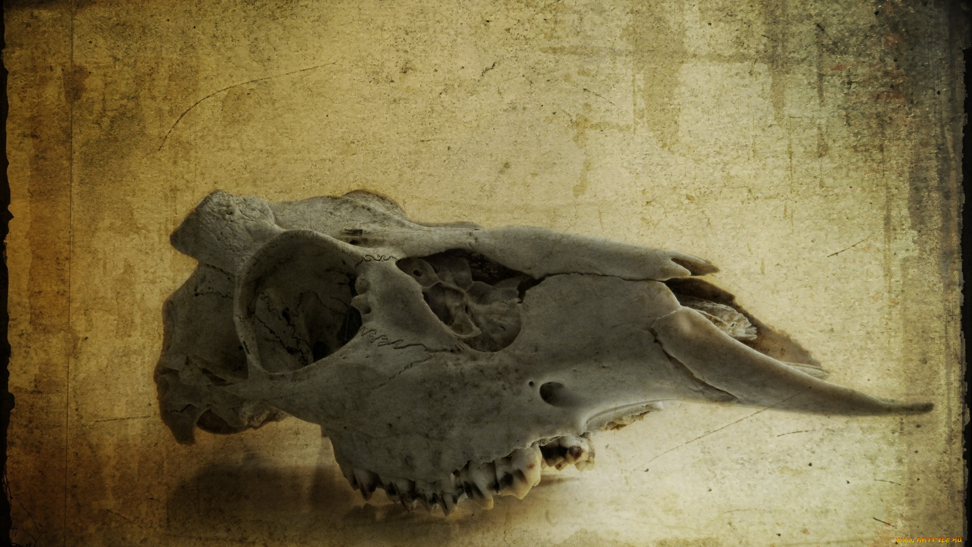 Череп, оленя, разное, кости, рентген, глазницы, череп, зубы