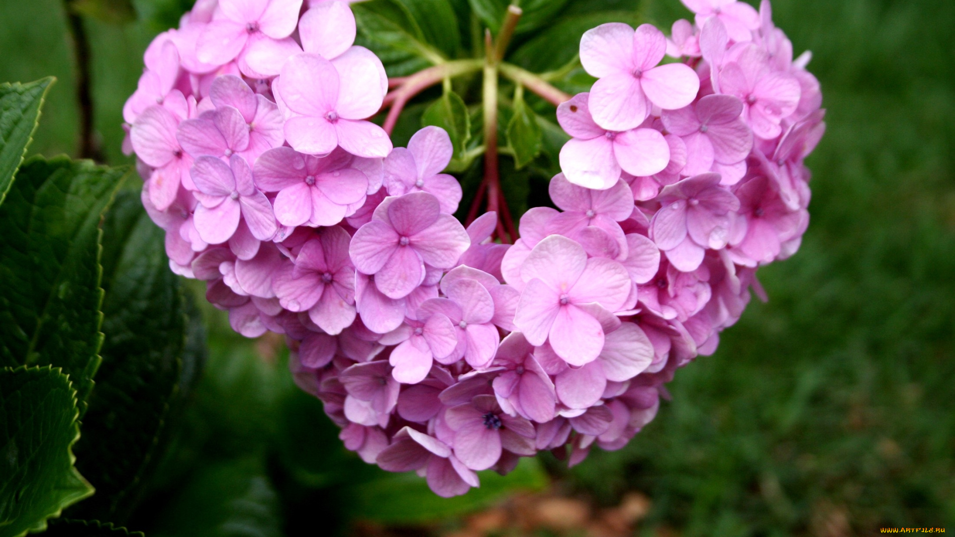 цветы, гортензия, розовый, сердце