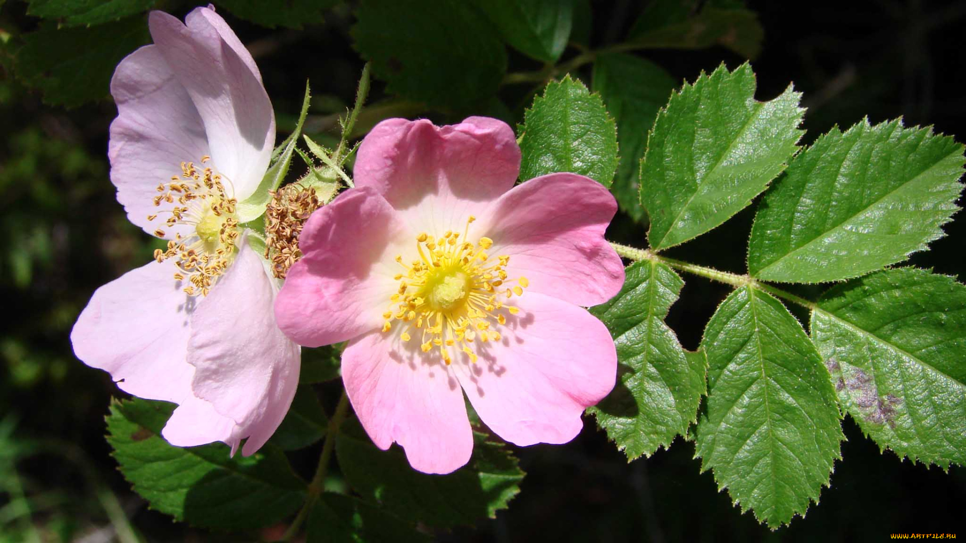 цветы, шиповник