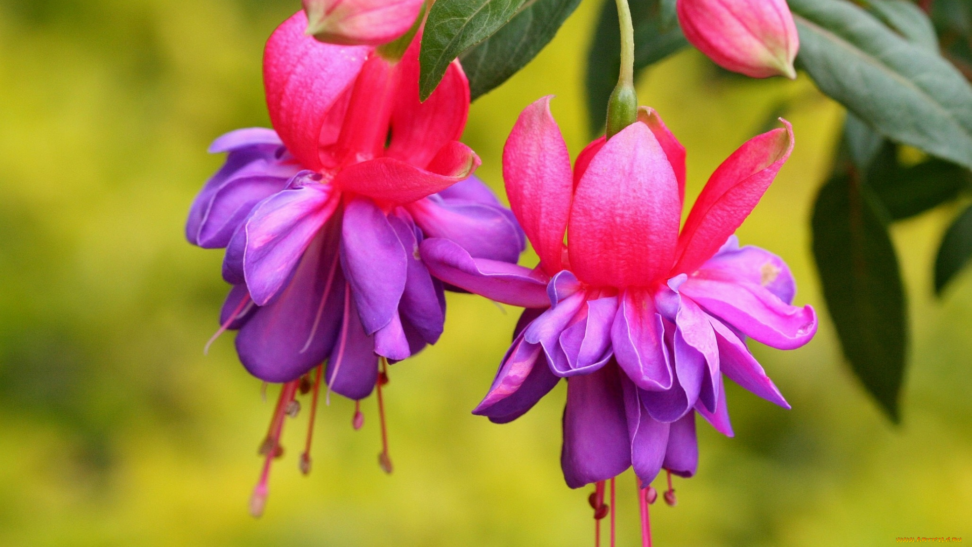 фуксия, цветы, малиновый, фиолетовый, яркий