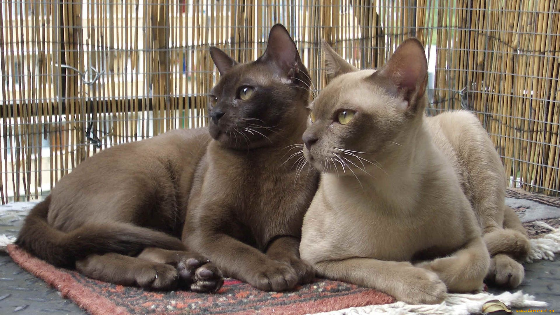 животные, коты, бурманская, кошка