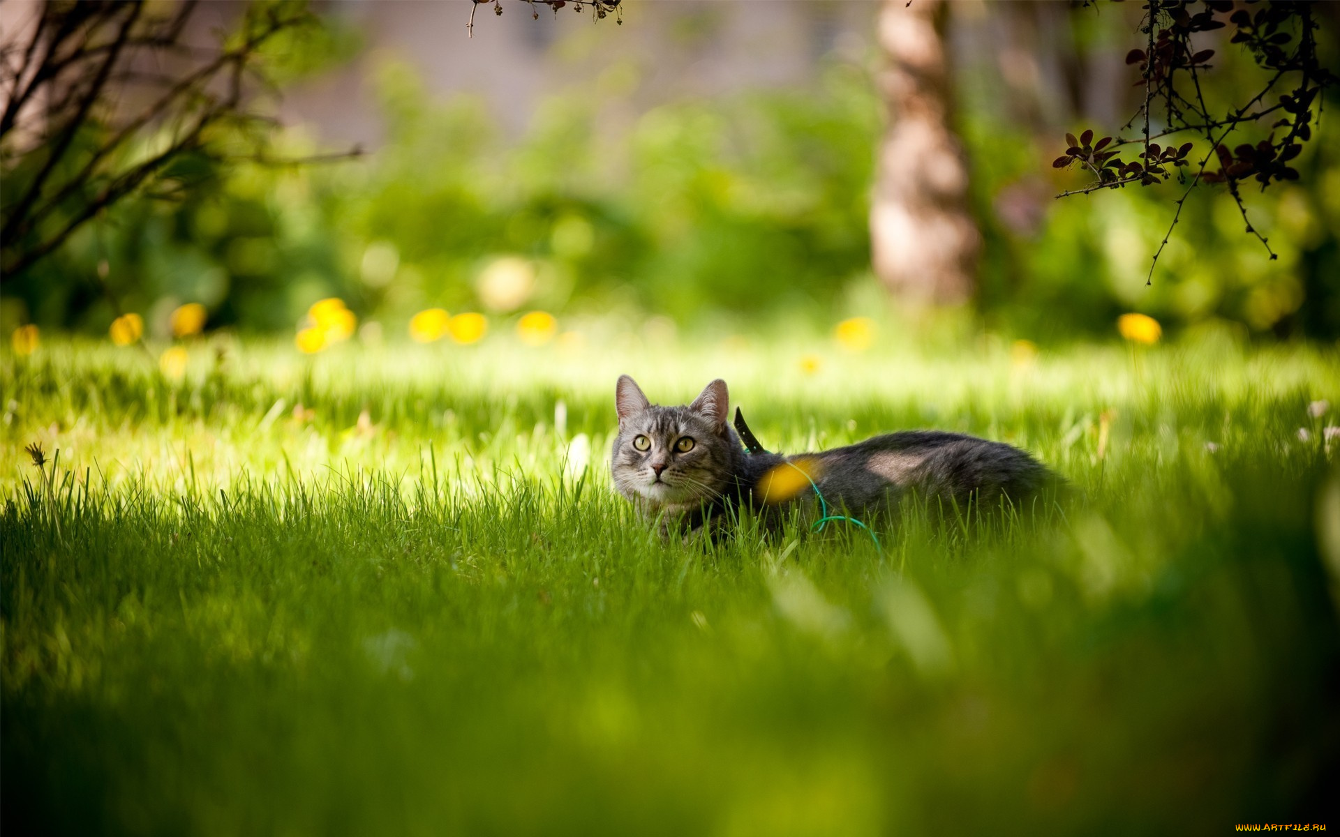 животные, коты, прогулка, трава
