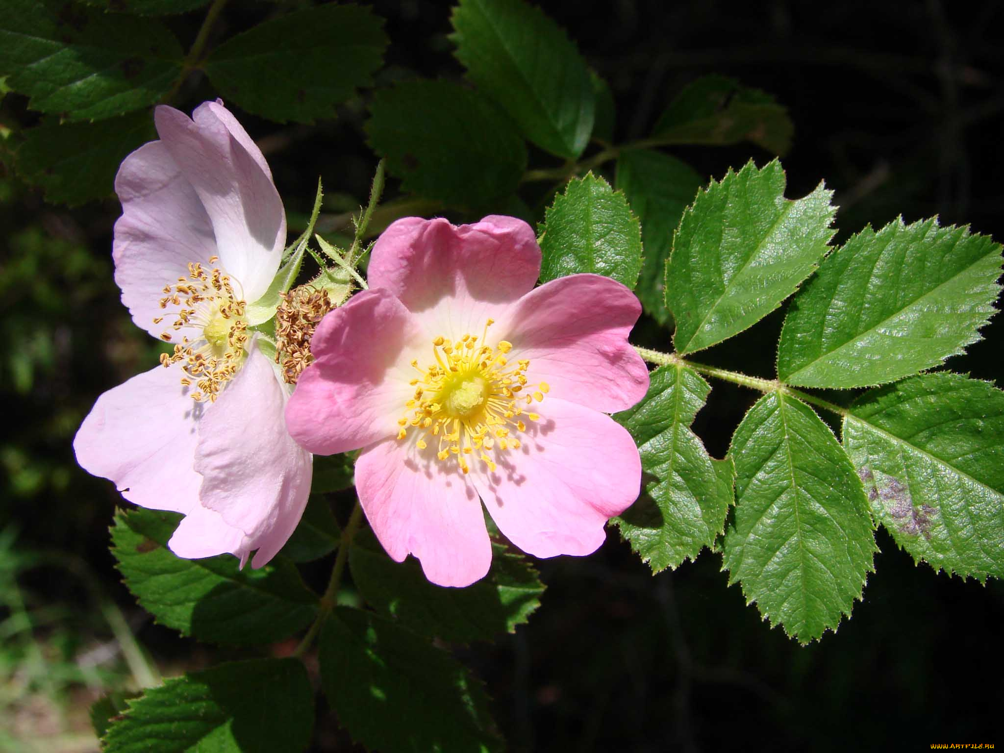 цветы, шиповник