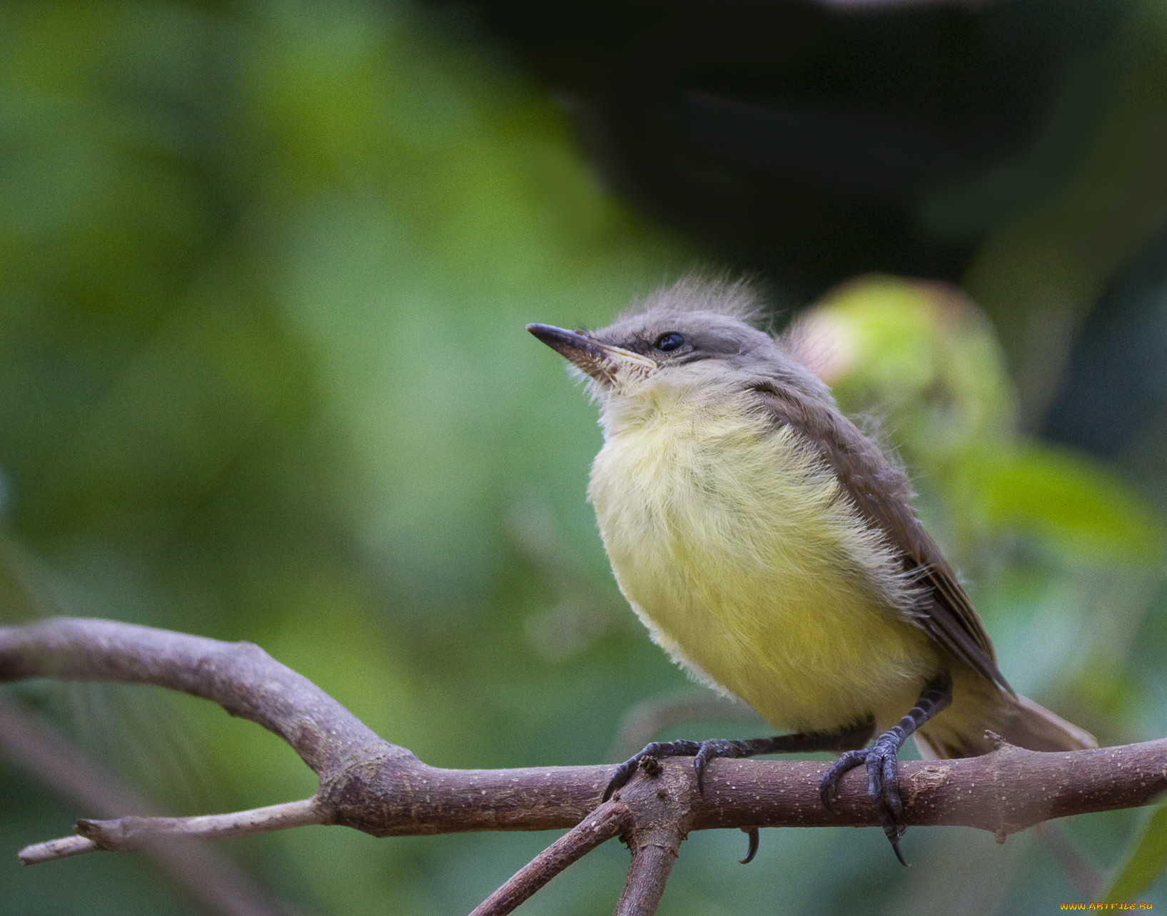 животные, птицы, ветка, птичка