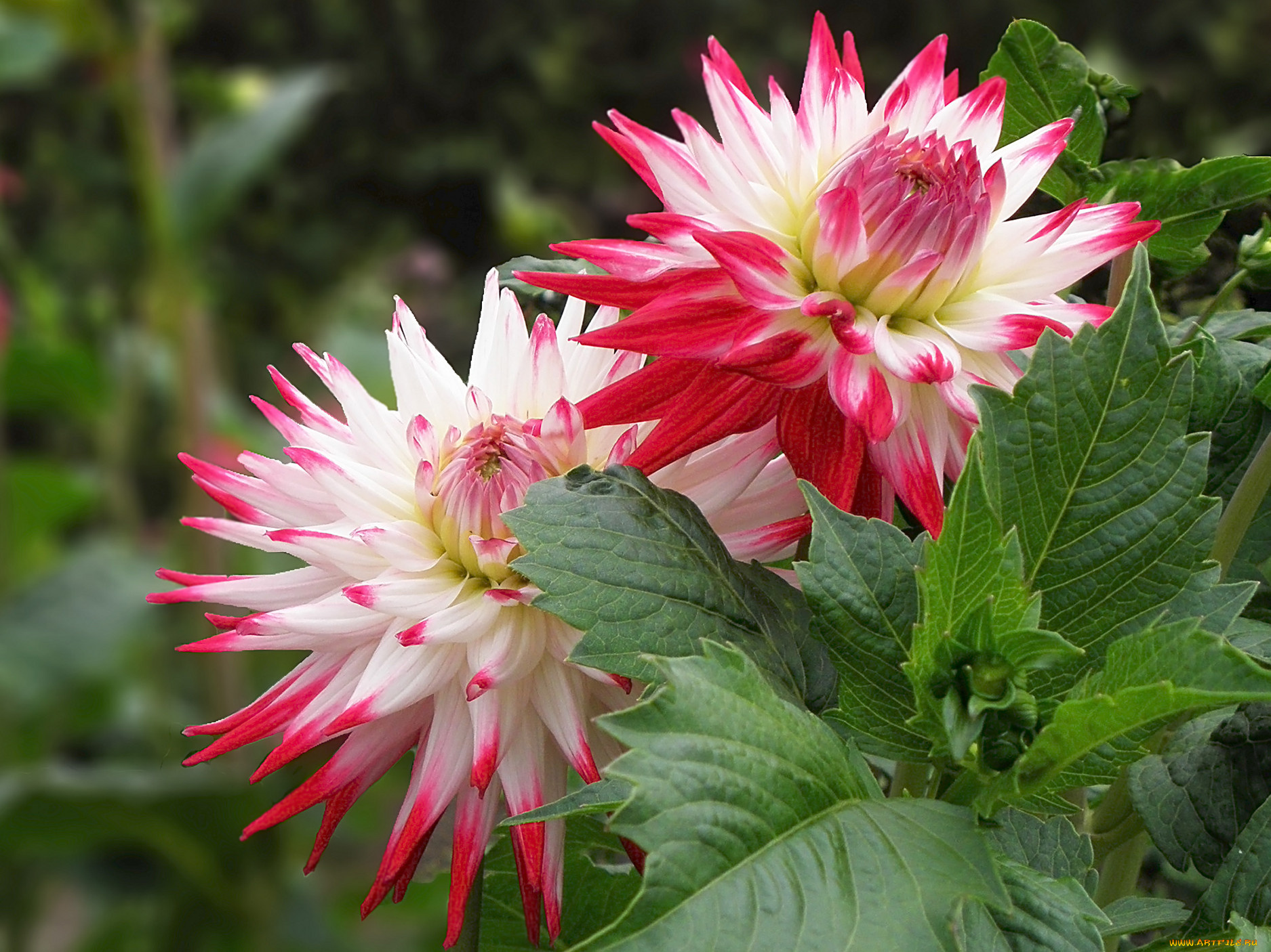 цветы, георгины, листья, бутоны