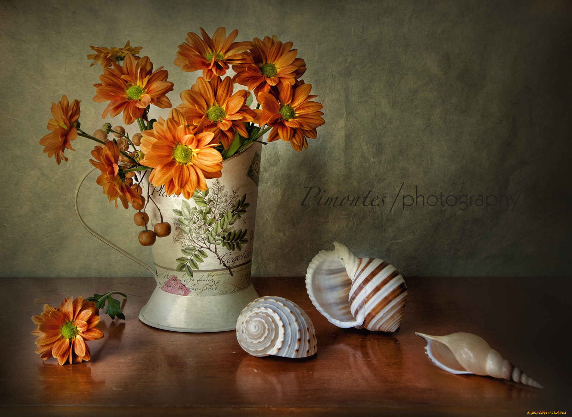 цветы, хризантемы, оранжевый, букет, ракушки