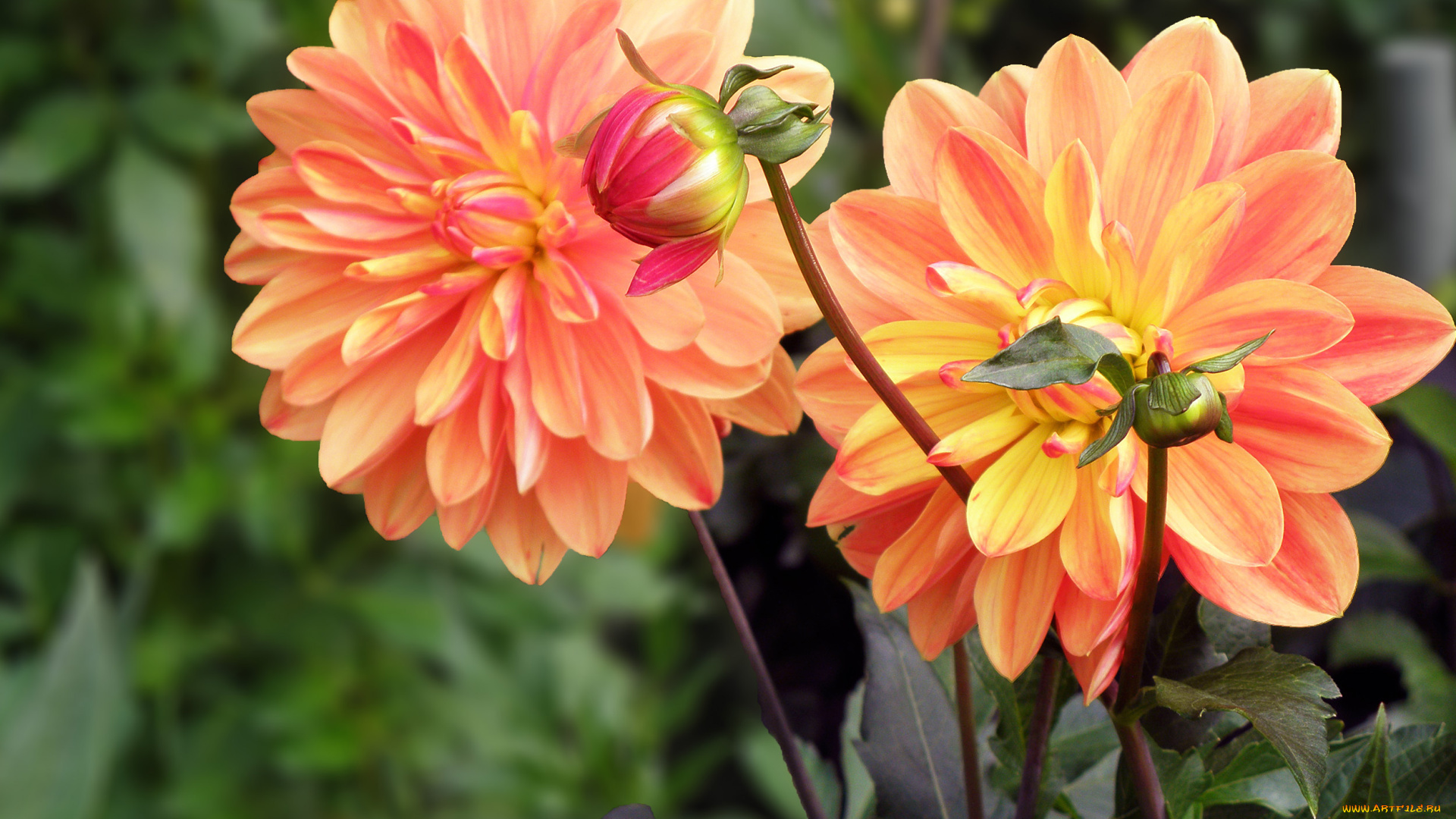 цветы, георгины, бутоны