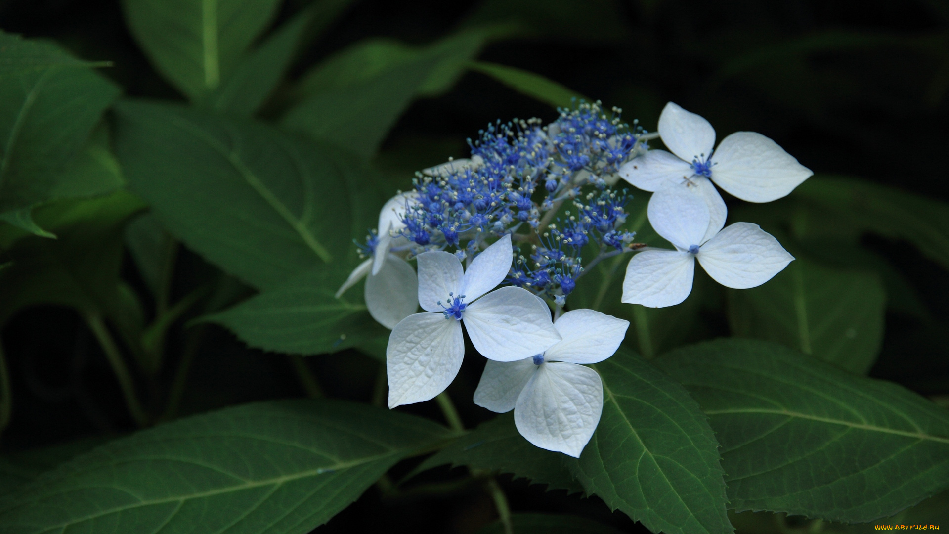 цветы, гортензия, цветок