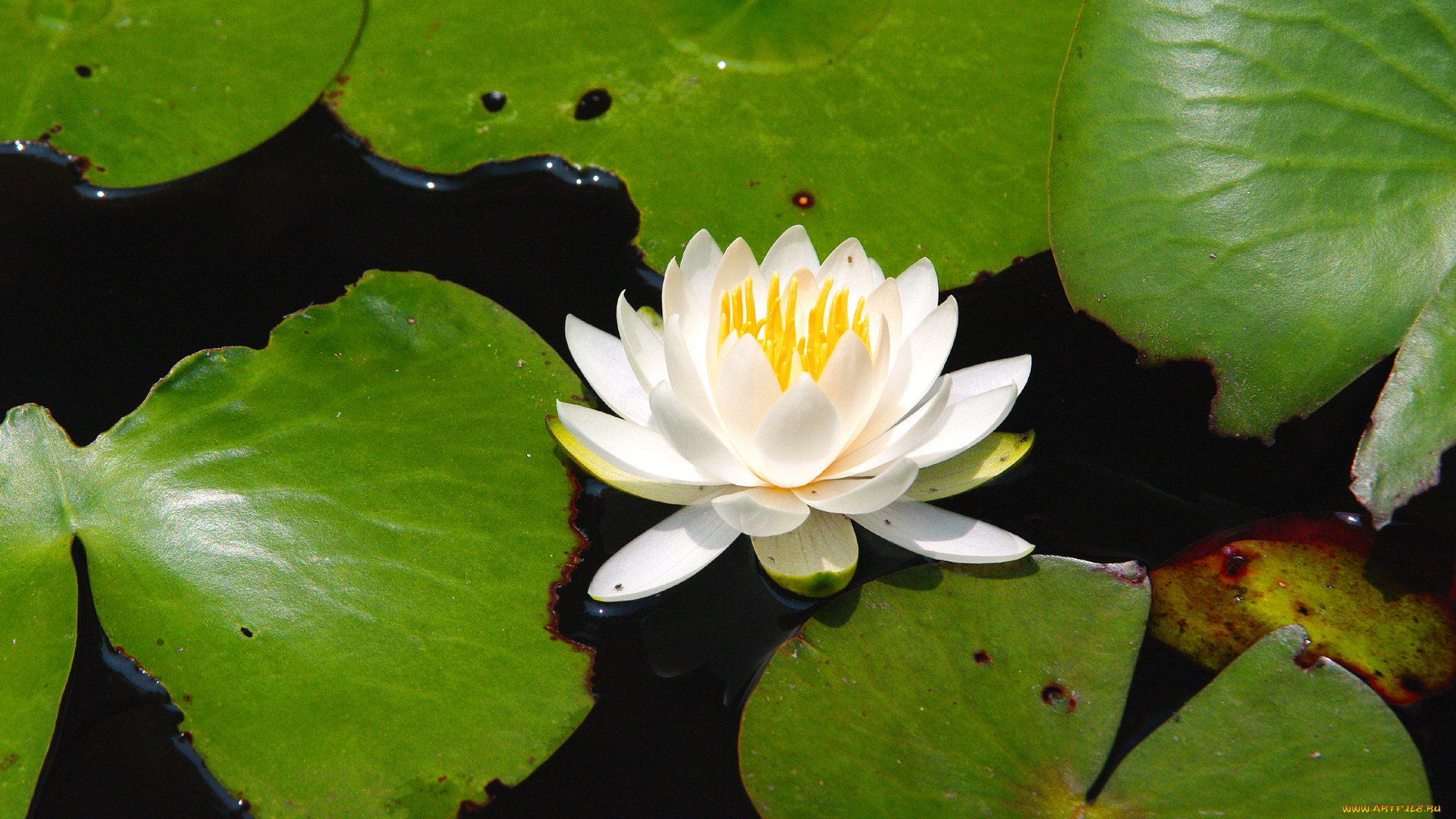 цветы, лилии, водяные, нимфеи, кувшинки, лотос