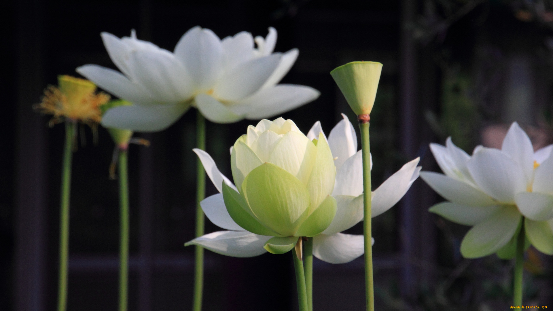 цветы, лотосы, лотос