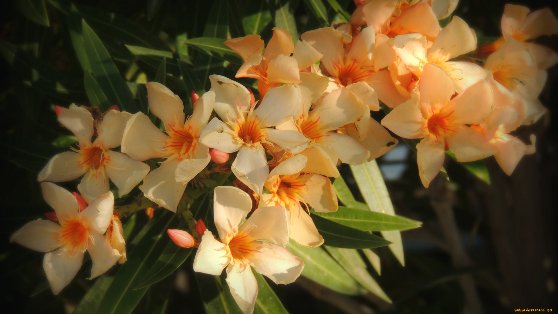 цветы, олеандры, желтый, ветка