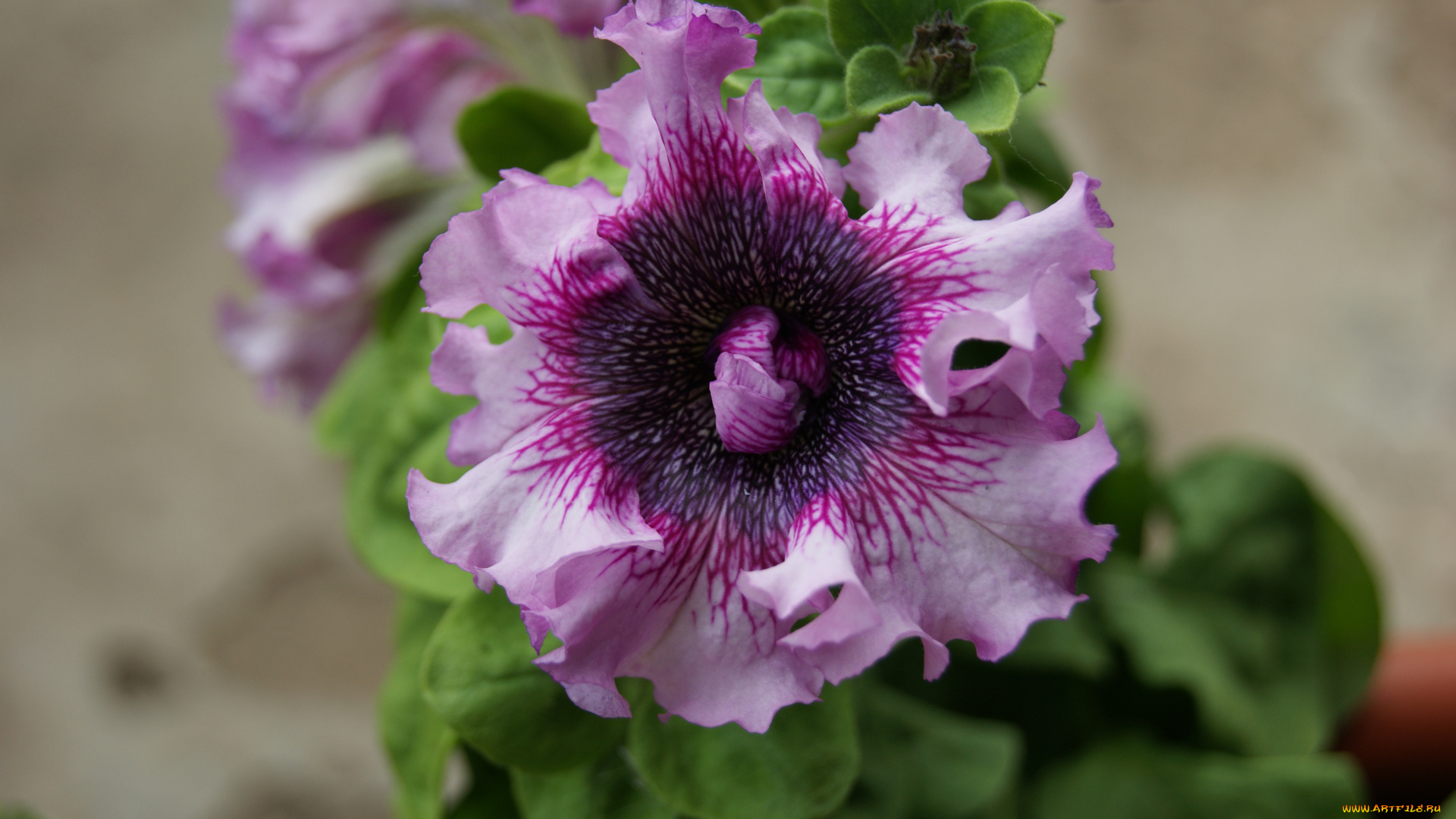 цветы, петунии, калибрахоа, цветок, листья, серый, фон