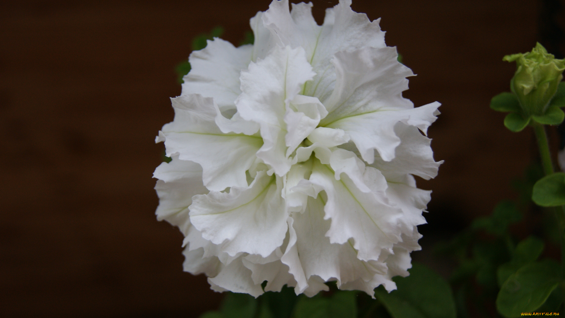 цветы, петунии, калибрахоа, цветок, темно-зеленый, фон