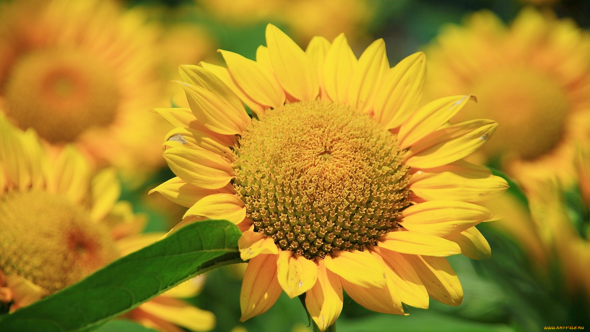 цветы, подсолнухи, подсолнух