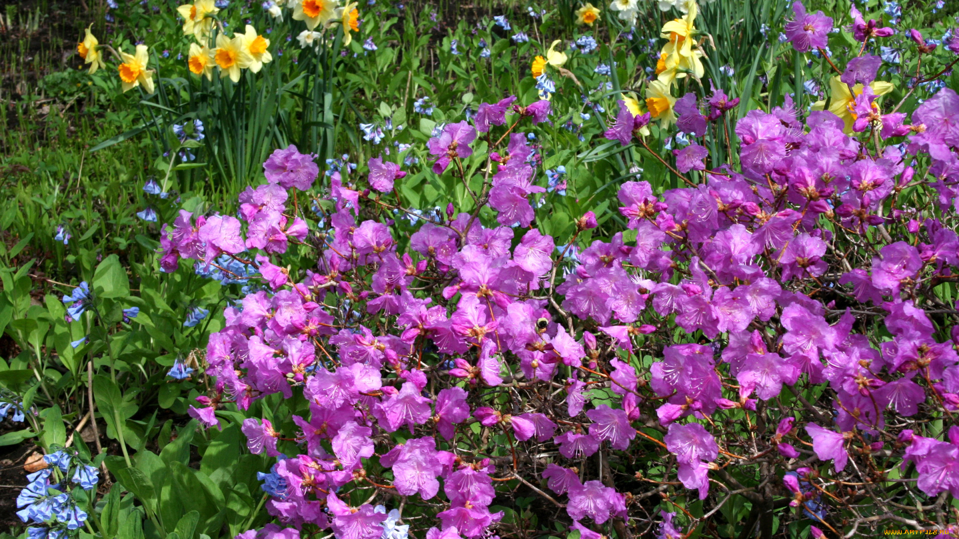 цветы, разные, вместе, нарциссы, родендромы