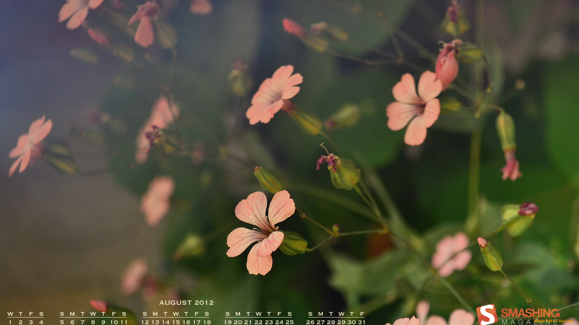 календари, цветы, лепестки