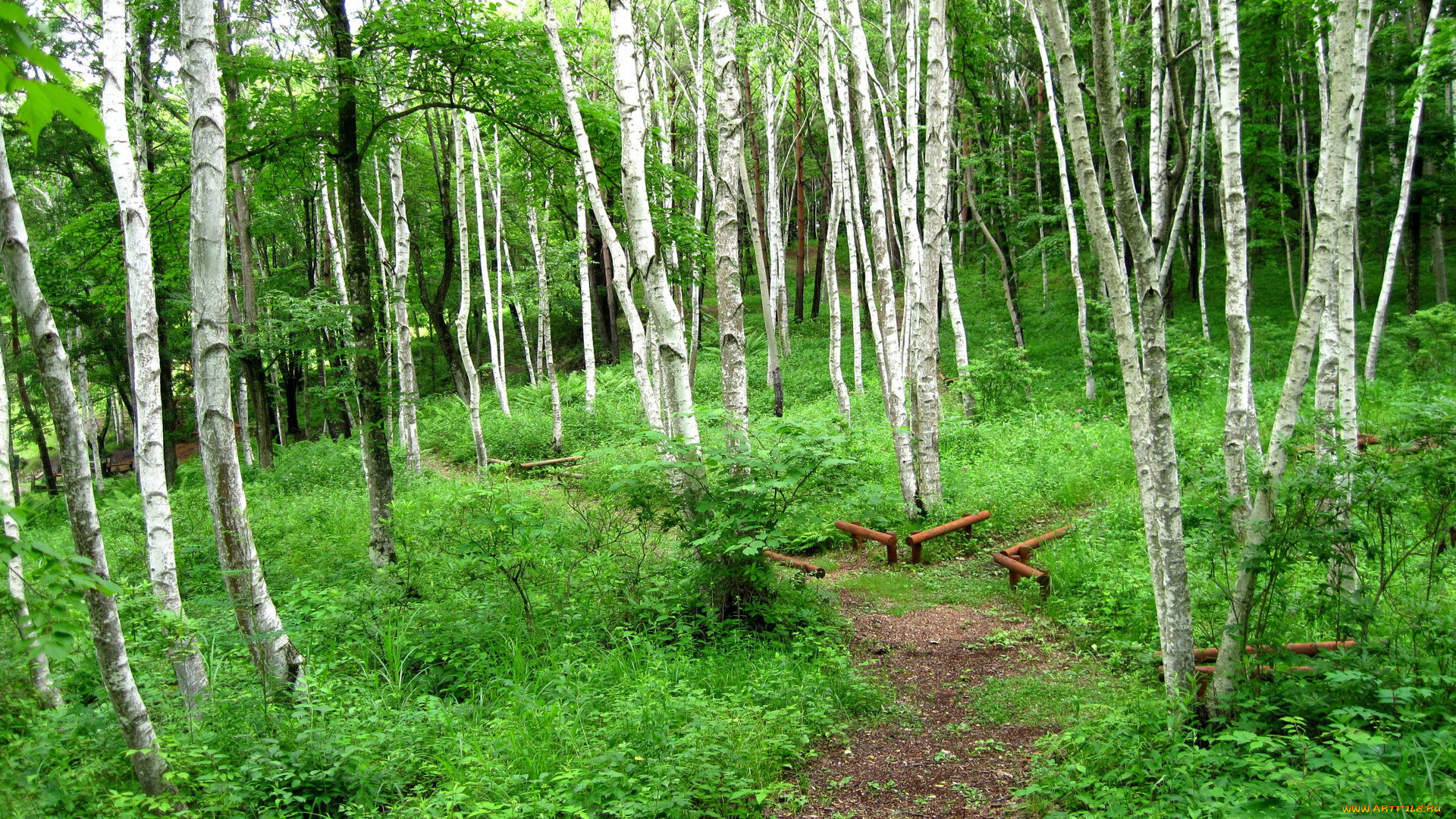 природа, лес, тропинка