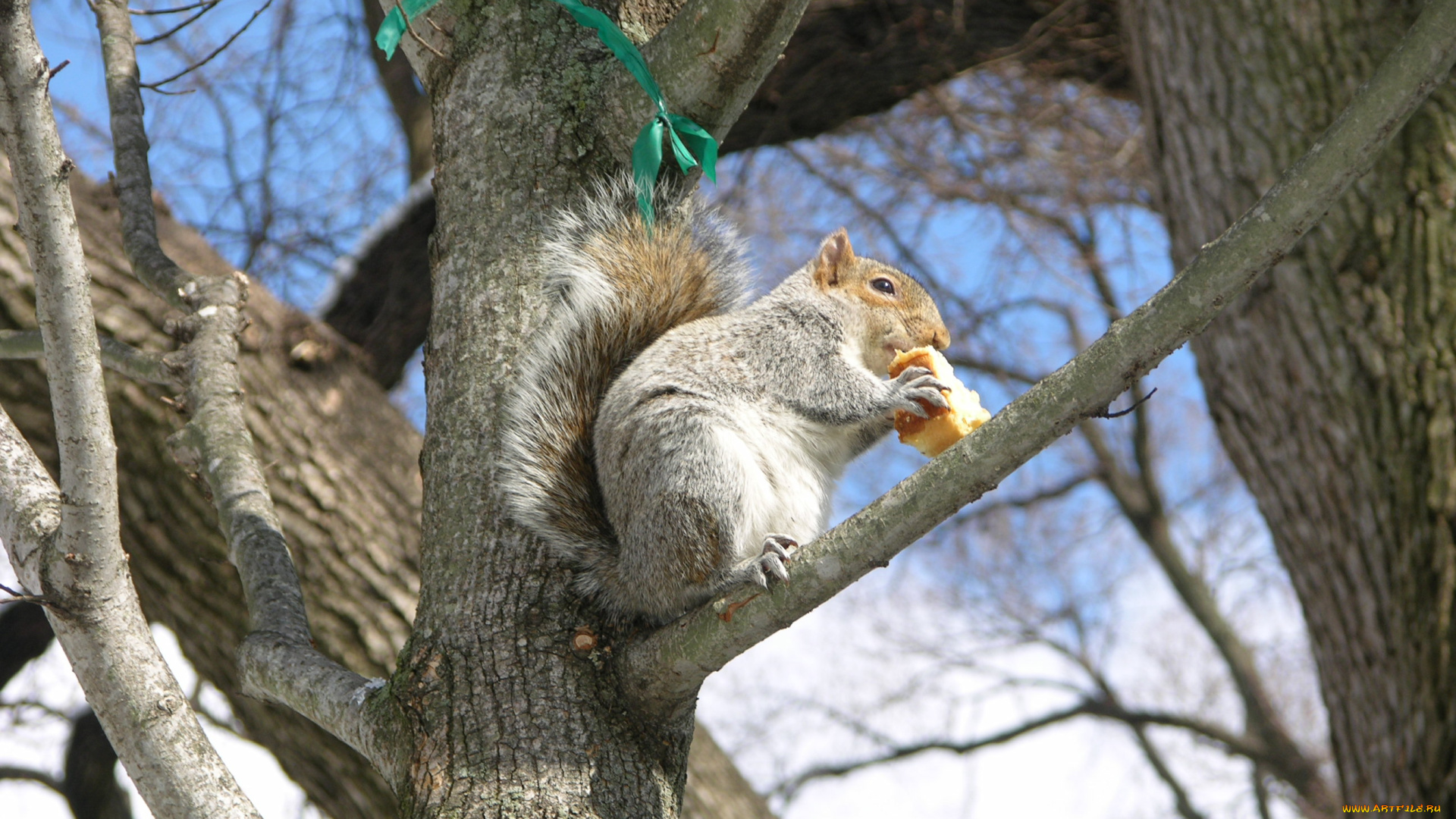 животные, белки, белочка, дерево