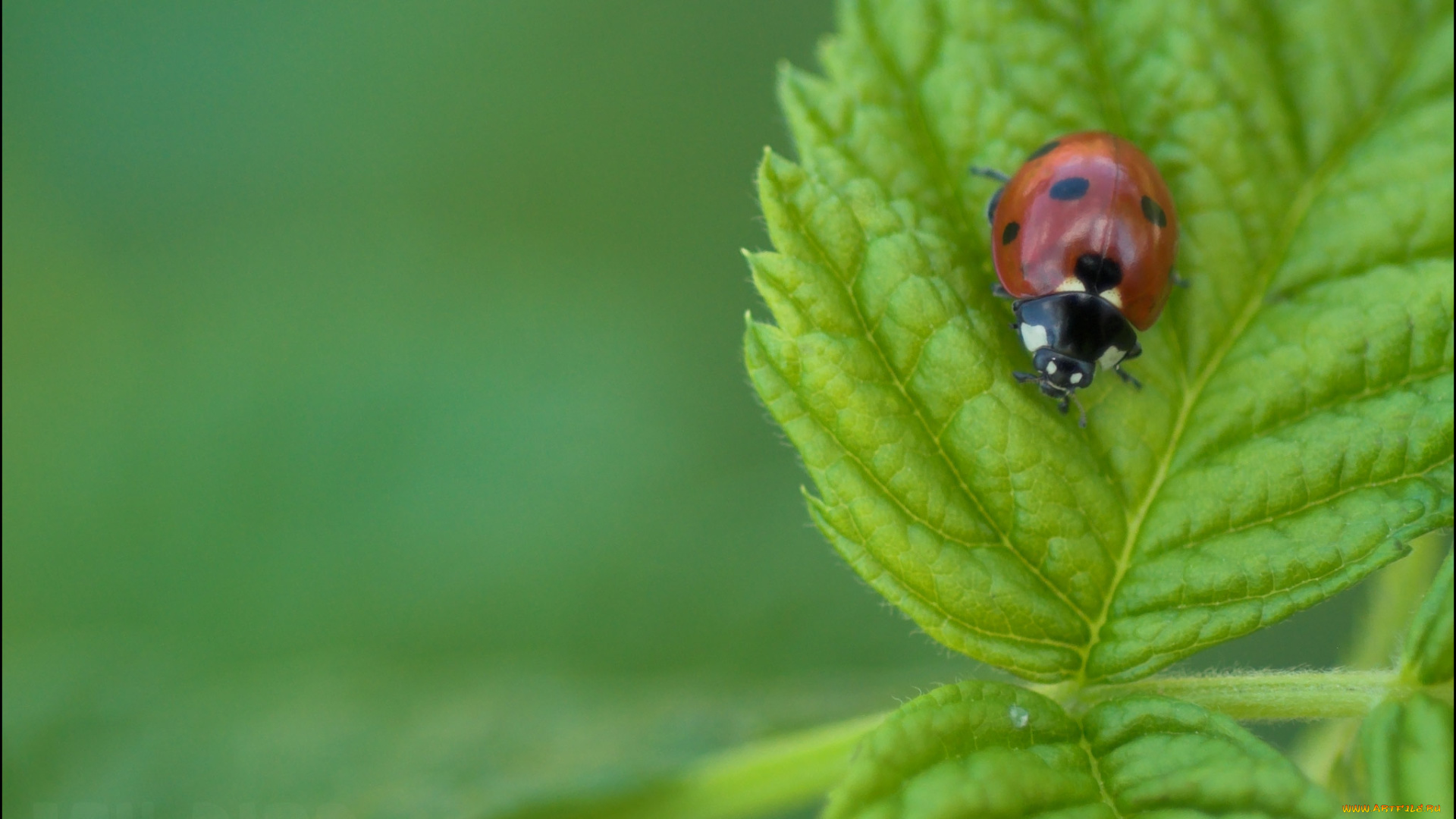 животные, божьи, коровки, божья, коровка