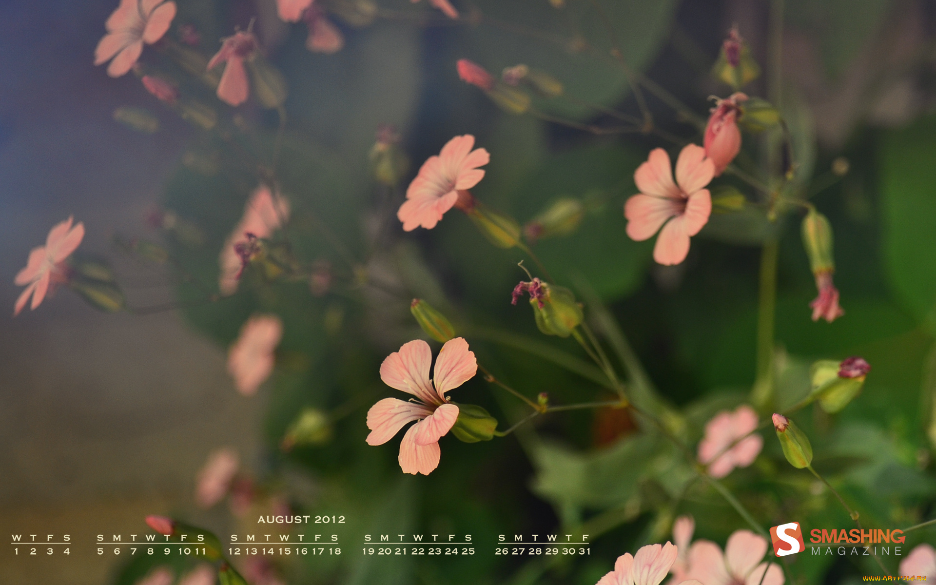 календари, цветы, лепестки