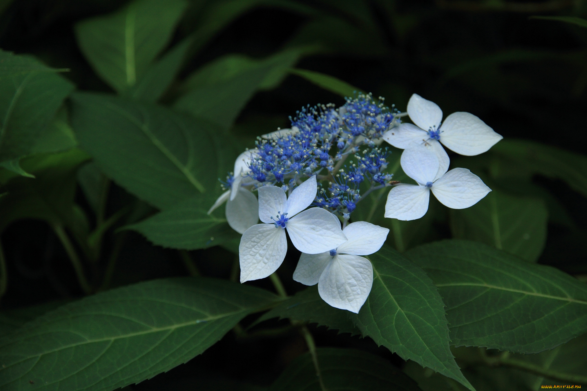 цветы, гортензия, цветок