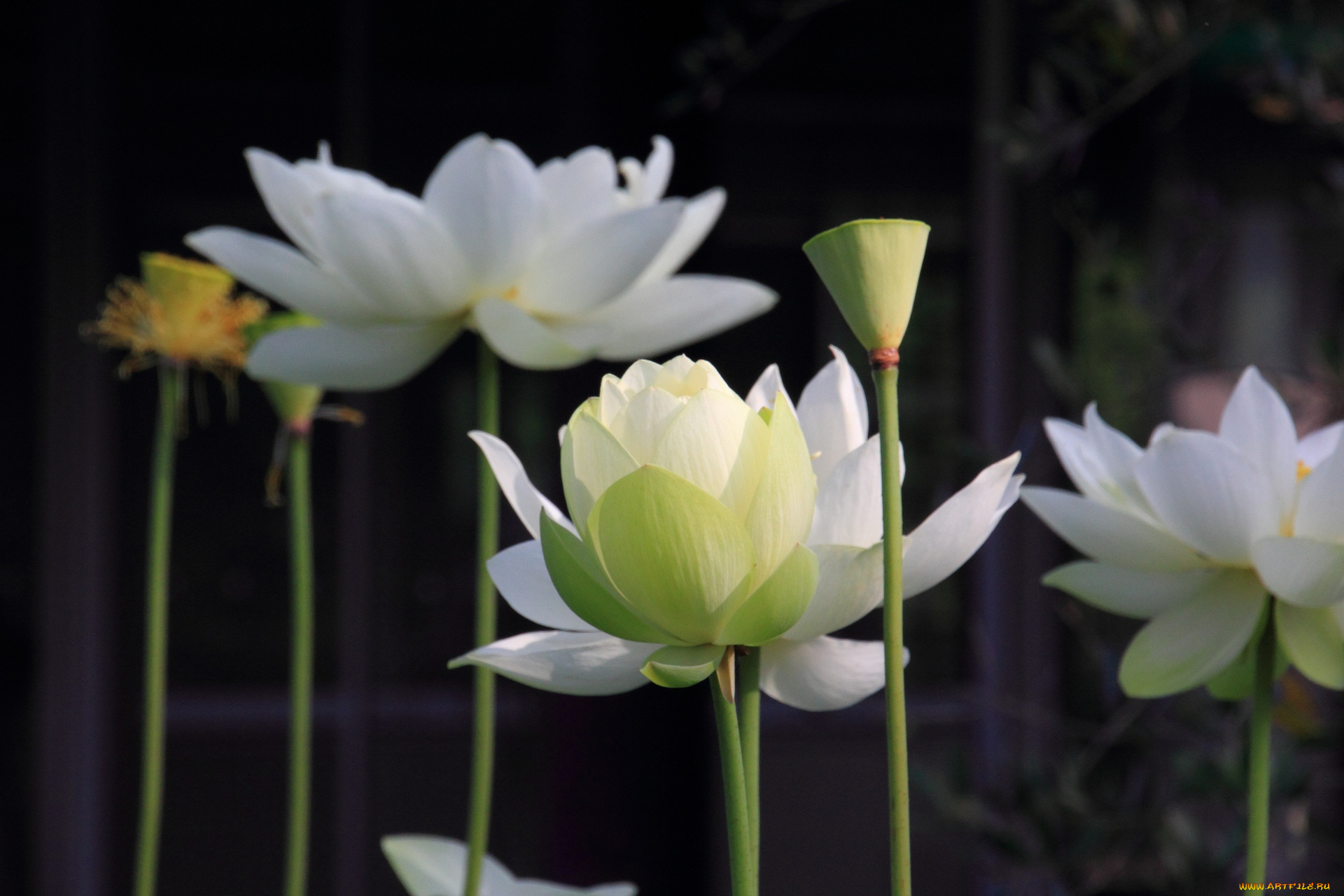 цветы, лотосы, лотос
