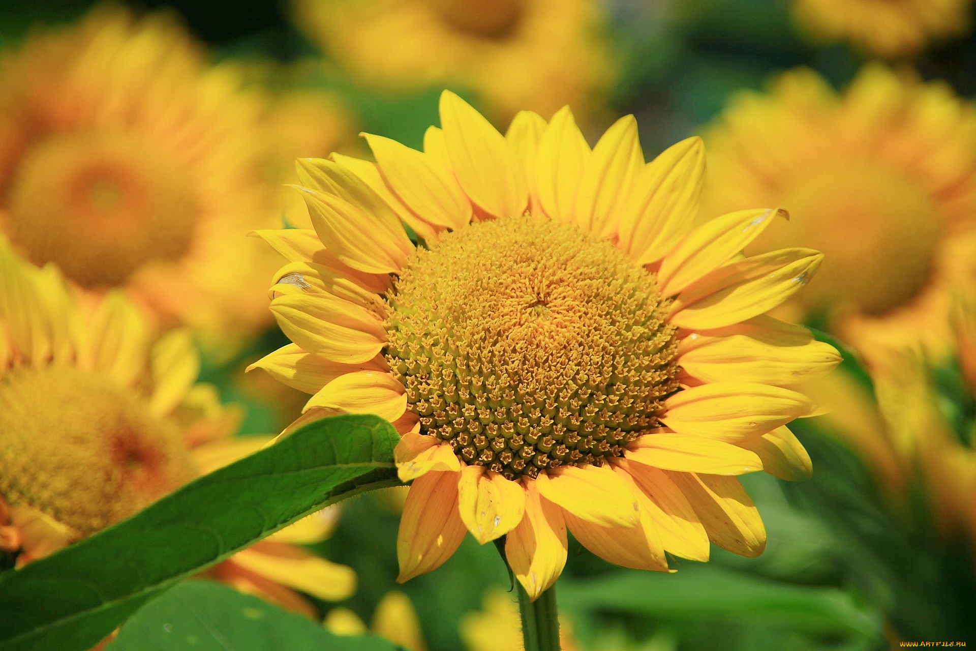 цветы, подсолнухи, подсолнух