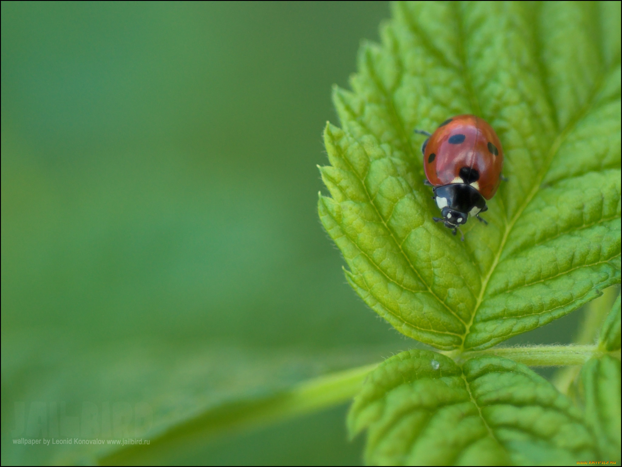 животные, божьи, коровки, божья, коровка