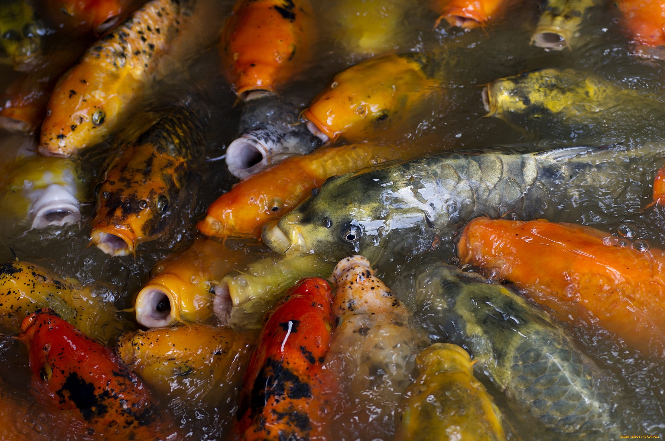 животные, рыбы, японский, карп, много, кои