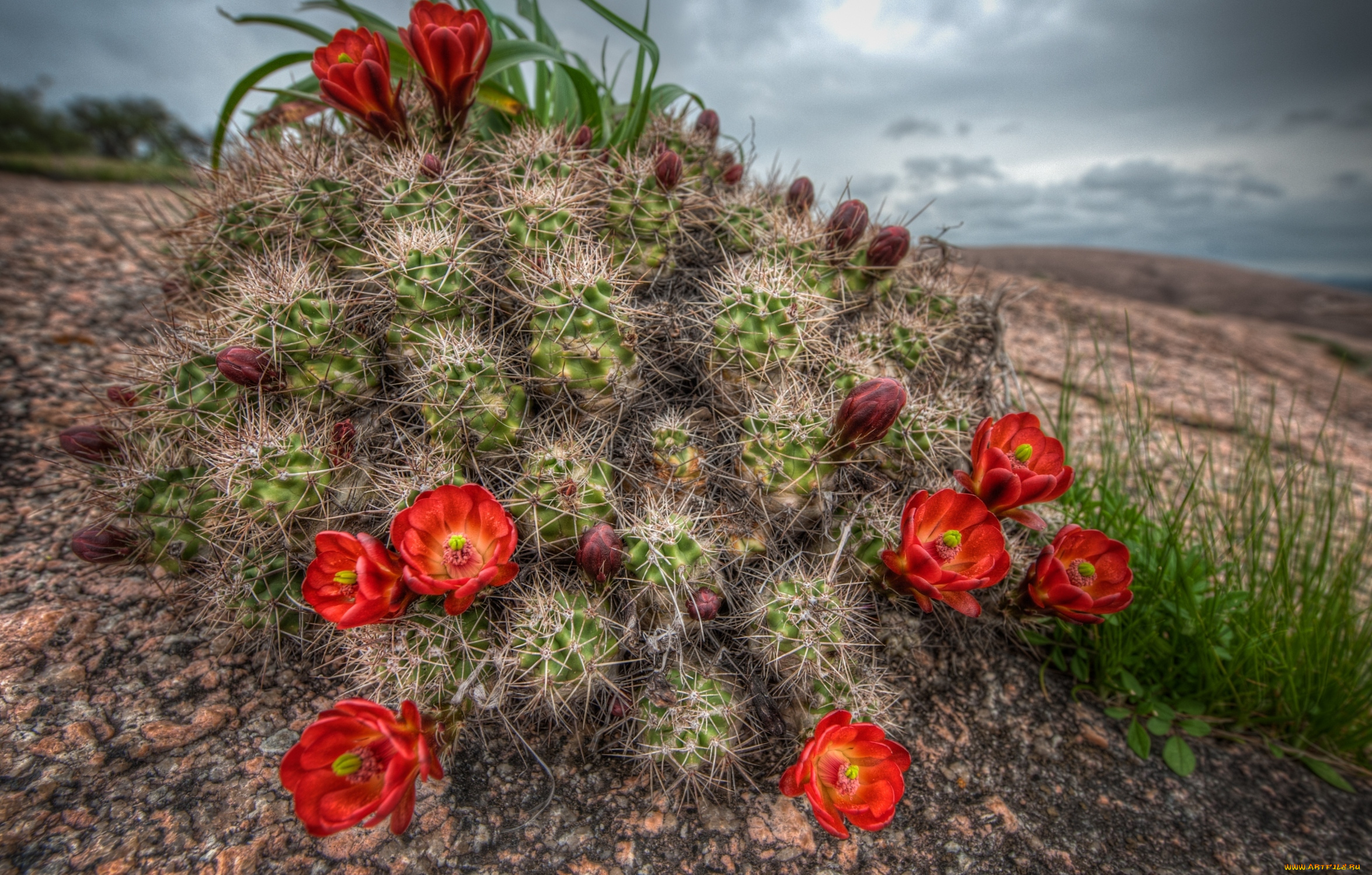 цветы, кактусы, красный, колючки