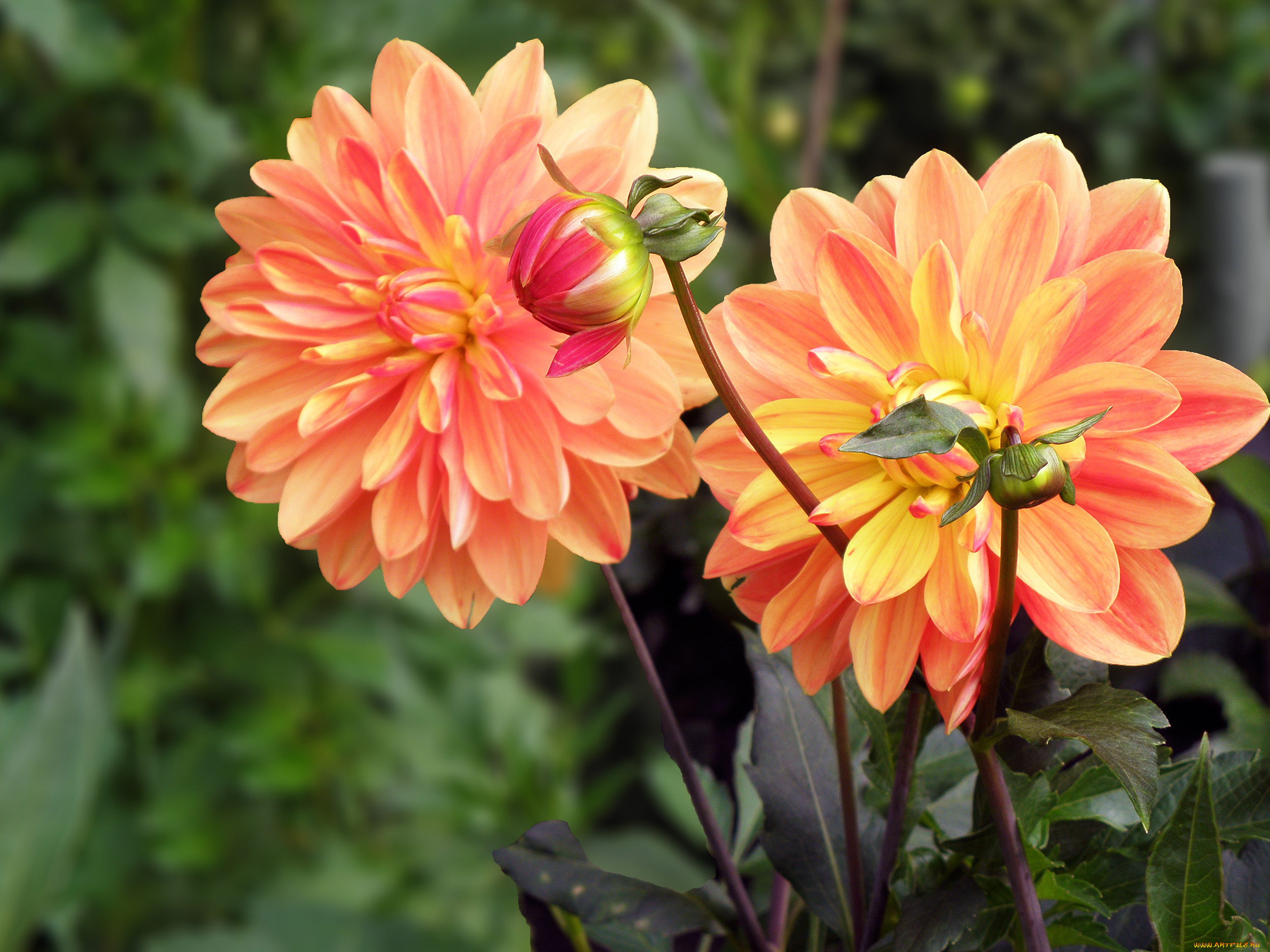 цветы, георгины, бутоны