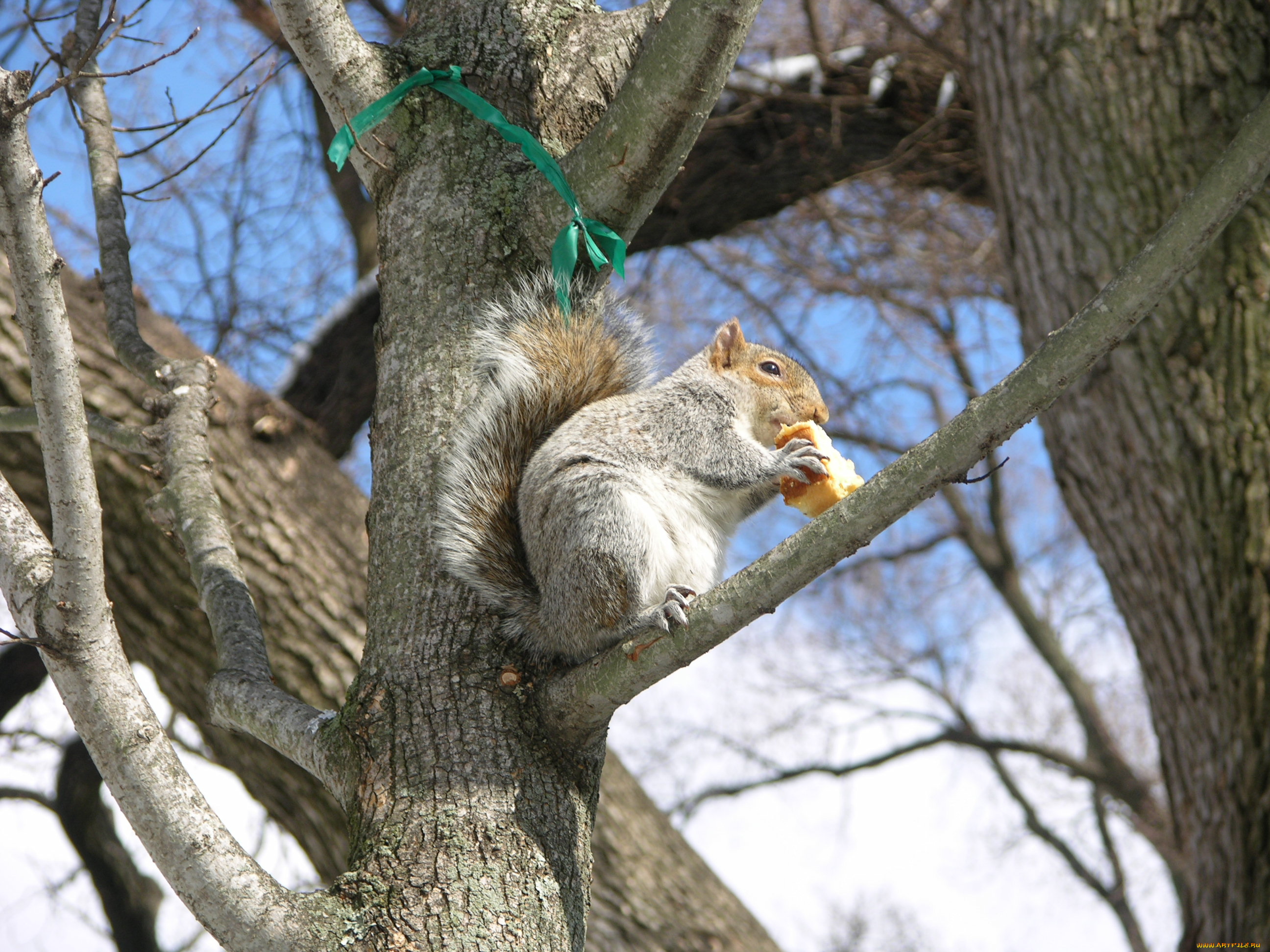 животные, белки, белочка, дерево