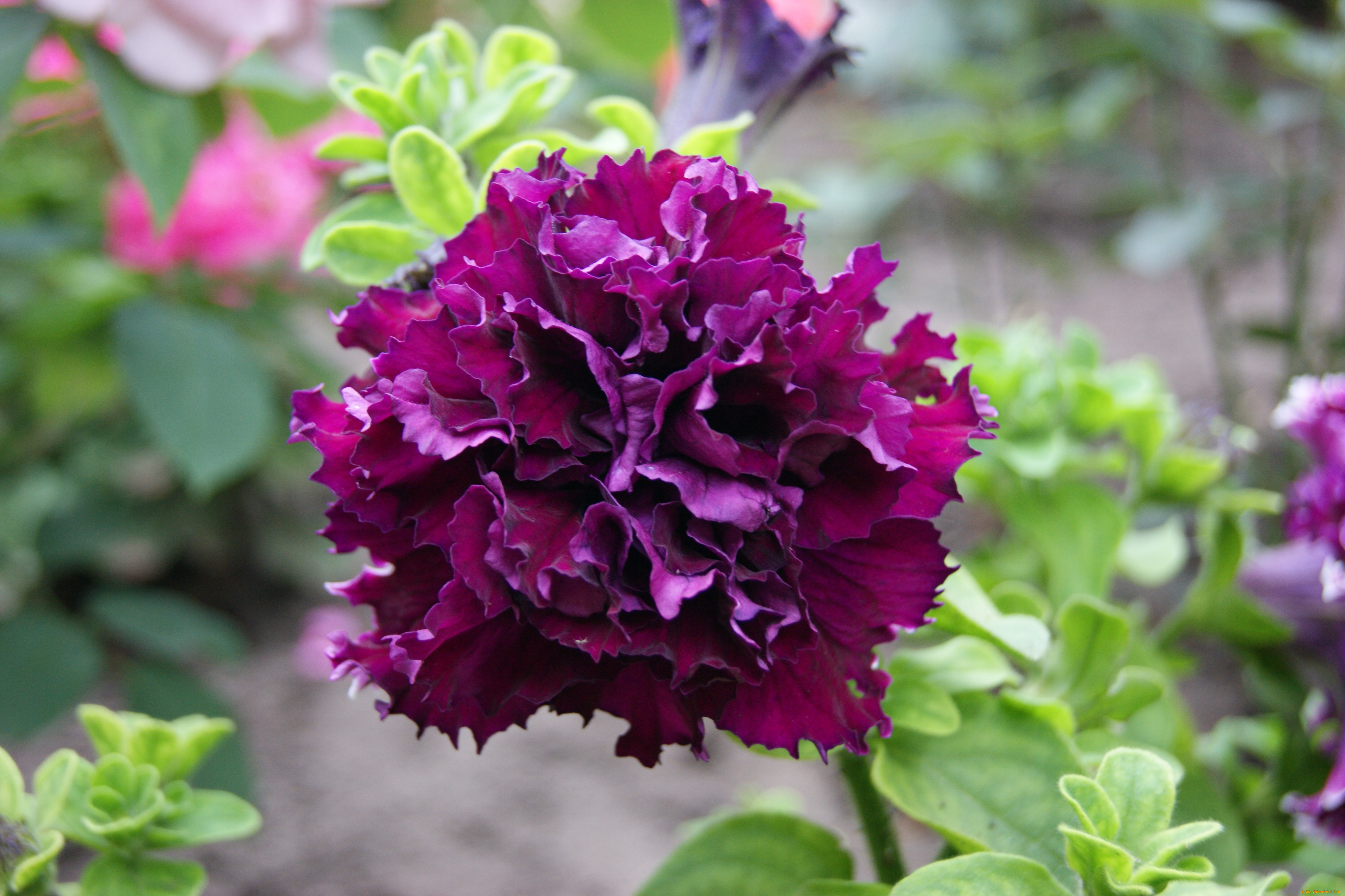 цветы, петунии, калибрахоа, цветок, голубовато-зеленый, фон, листья