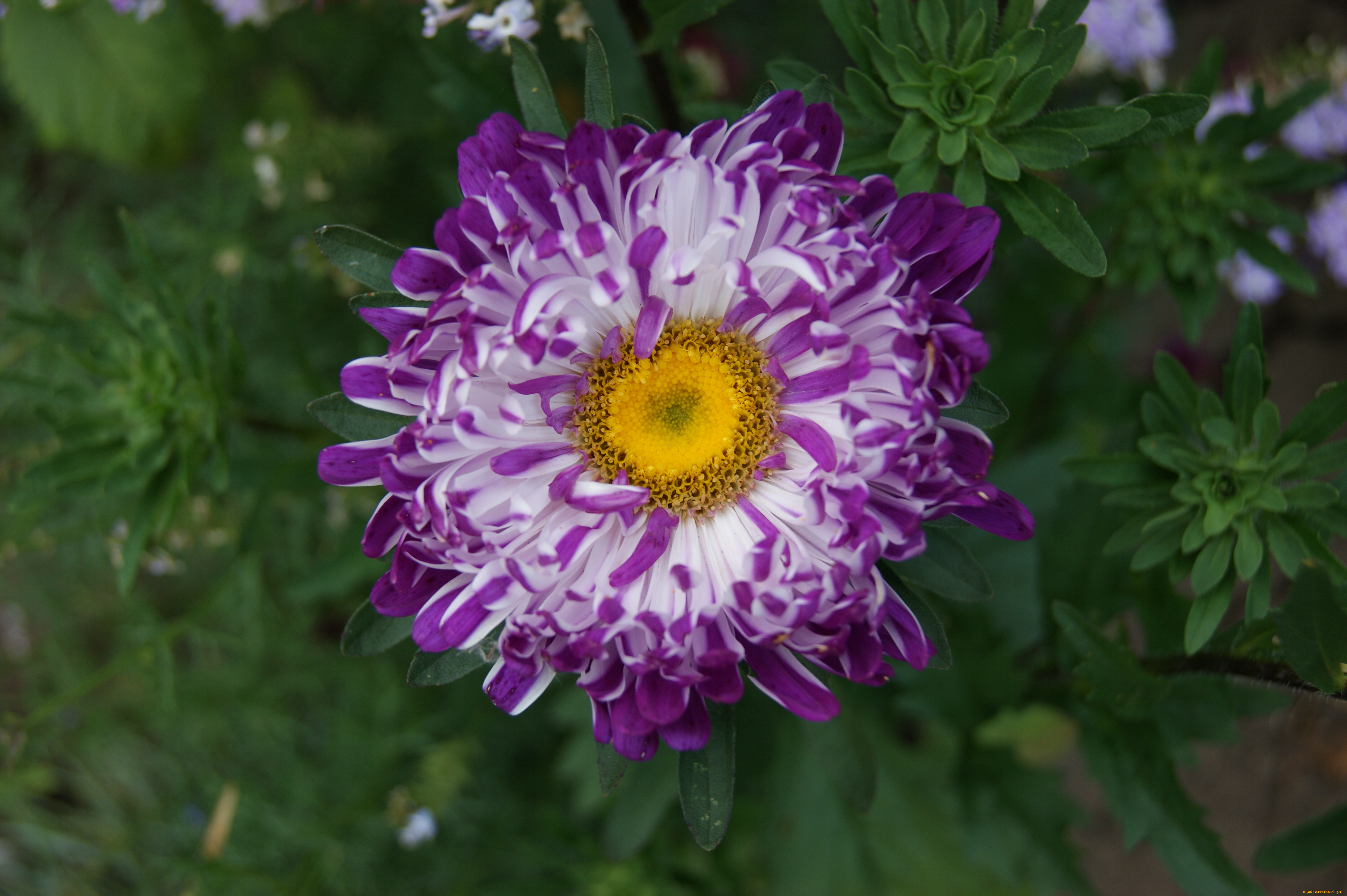 цветы, астры, зеленый, фон, цветок