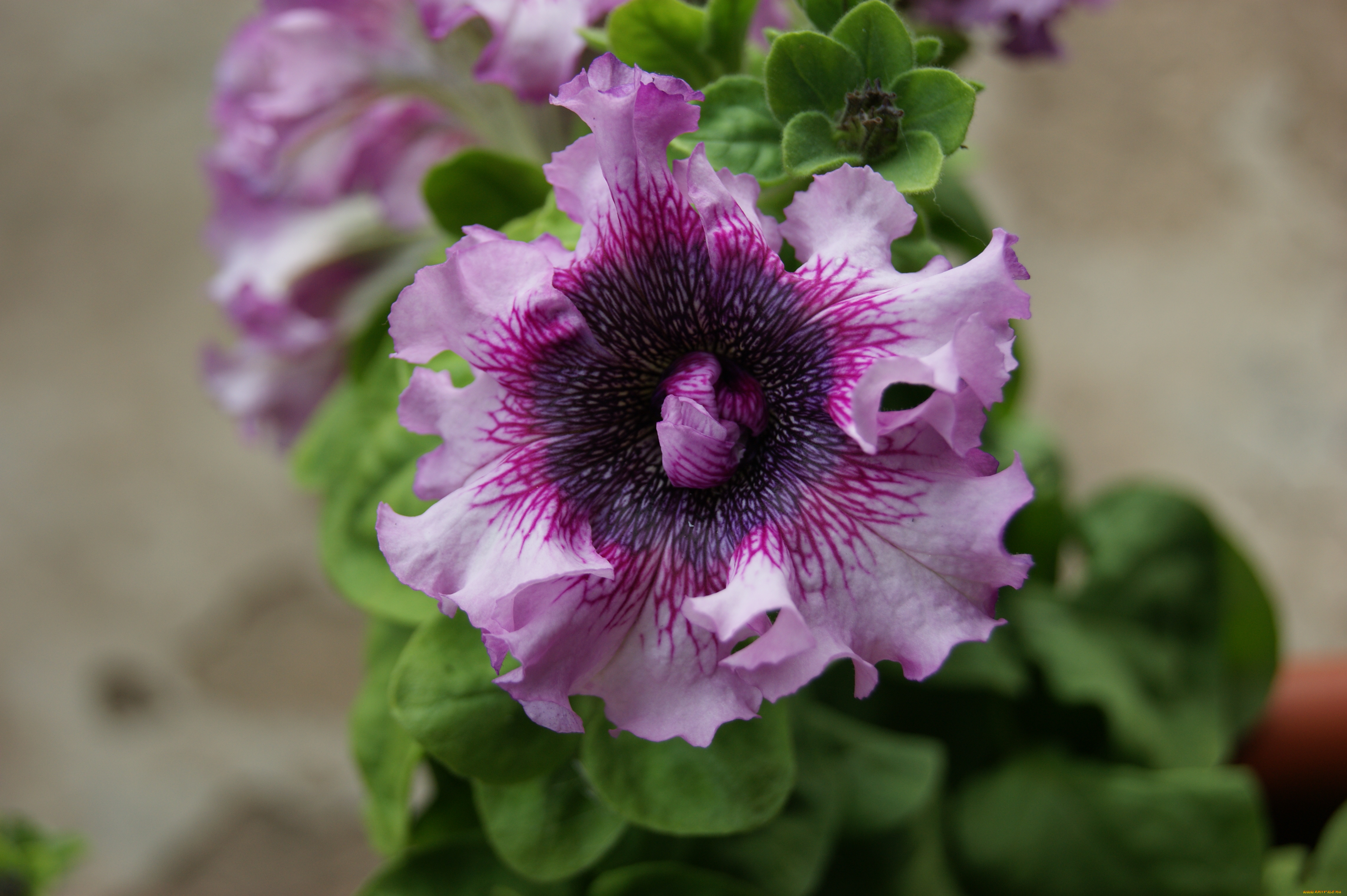 цветы, петунии, калибрахоа, цветок, листья, серый, фон