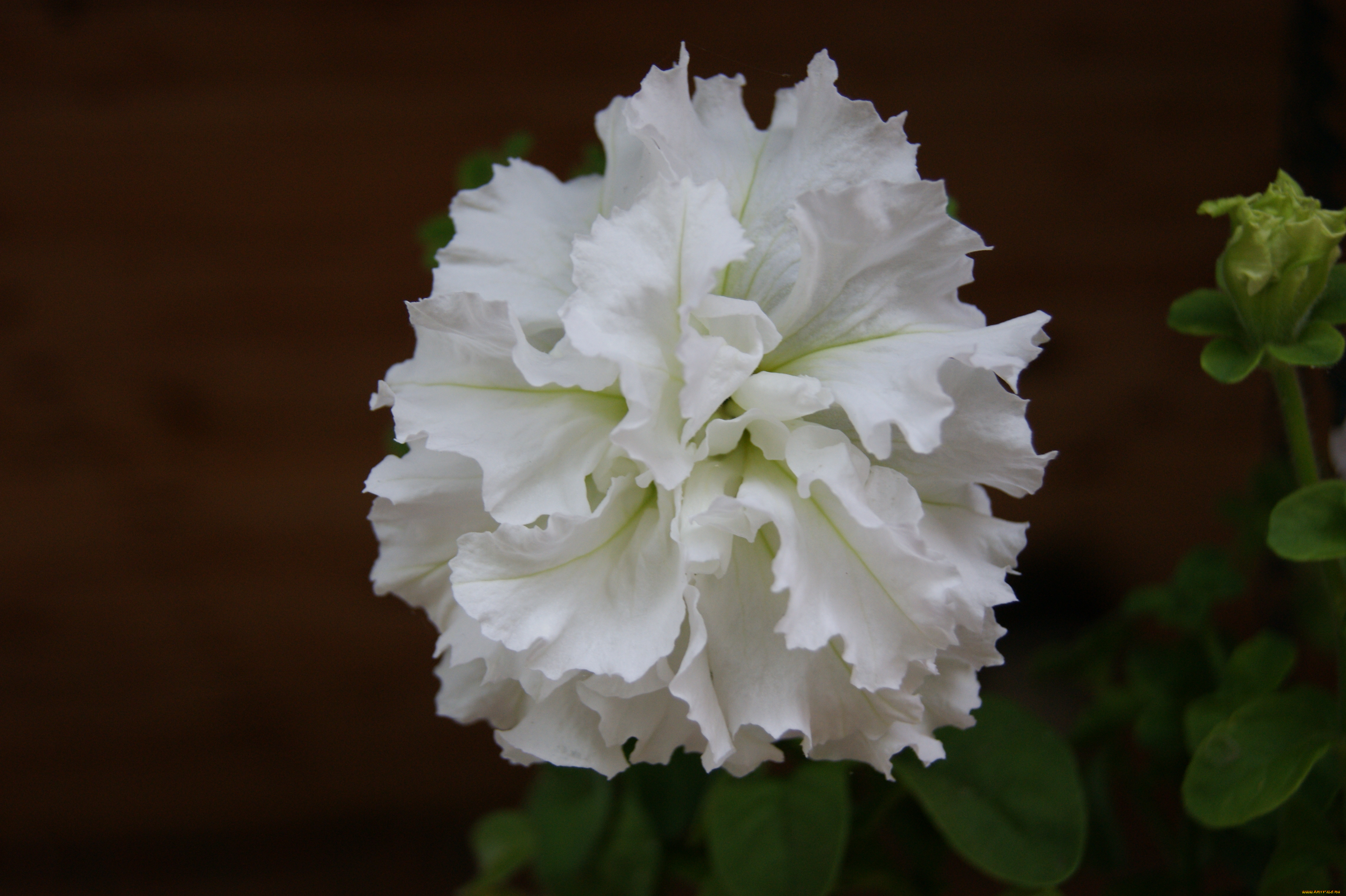 цветы, петунии, калибрахоа, цветок, темно-зеленый, фон