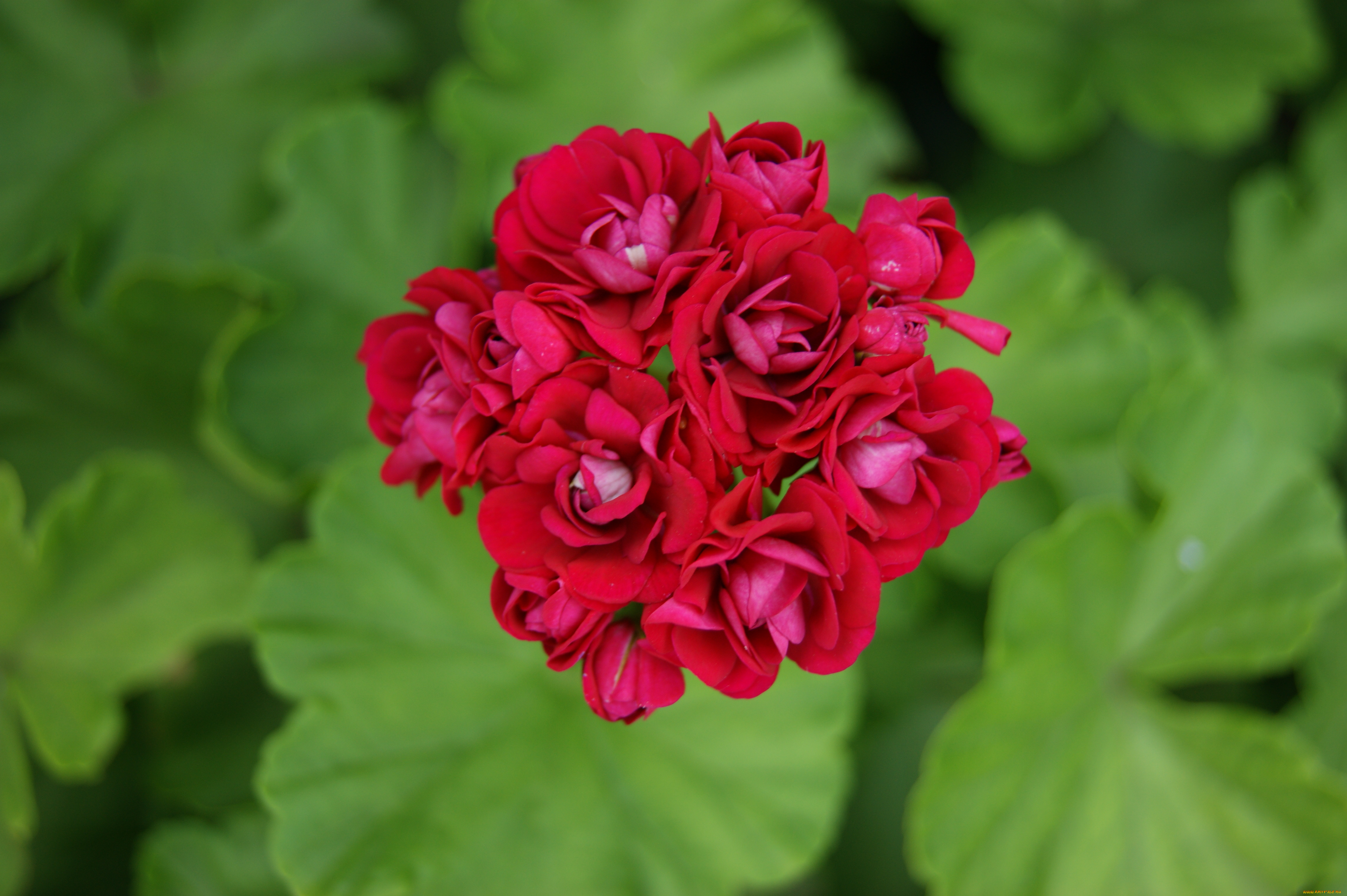 цветы, розы, цветочки, листья