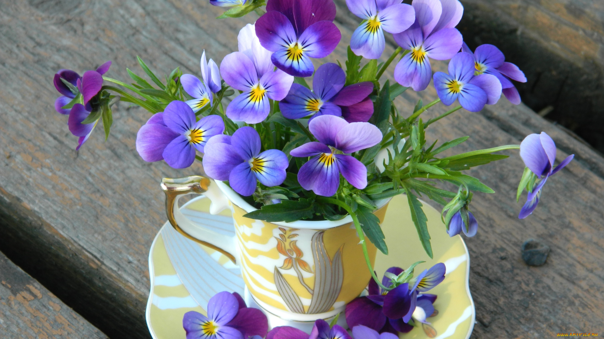 цветы, анютины, глазки, , садовые, фиалки, фиолет