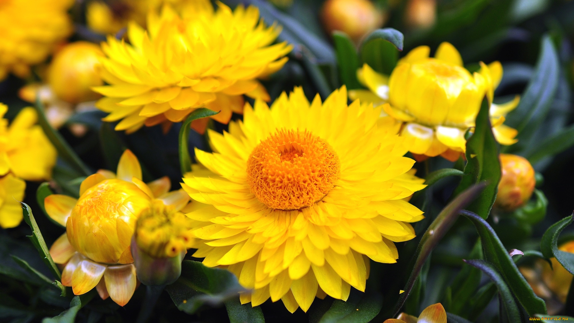 цветы, бессмертник, желтый