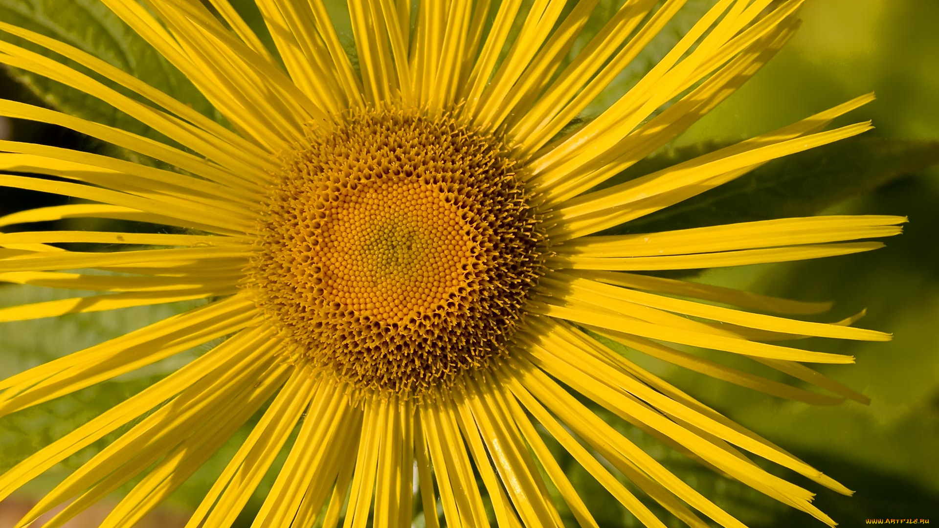 цветы, девясил, лепестки