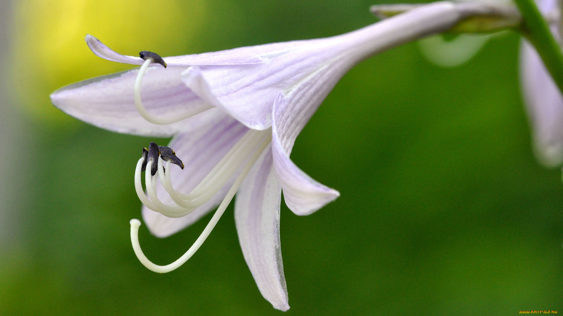 цветы, хоста, макро
