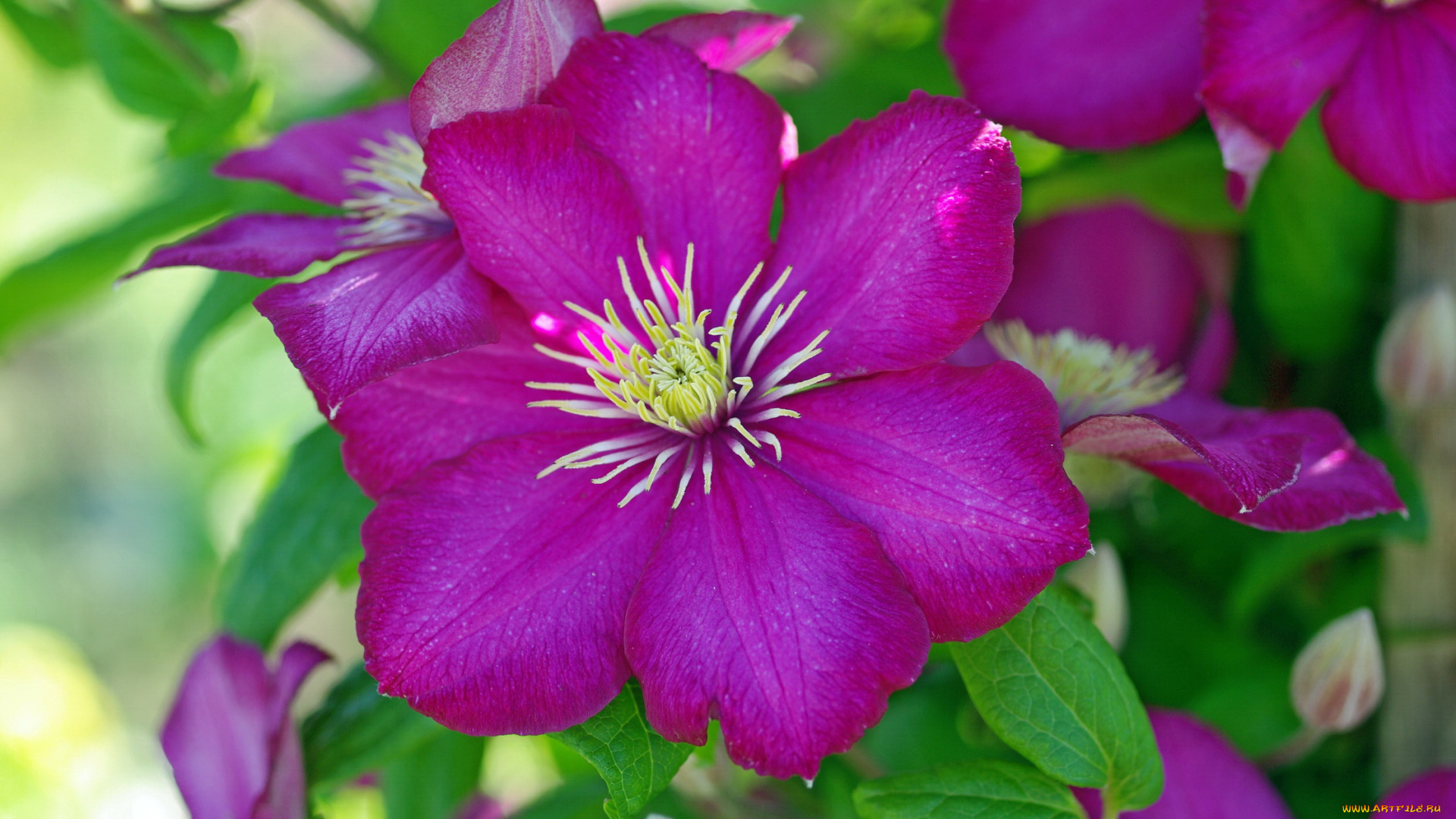 цветы, клематис, , ломонос, макро