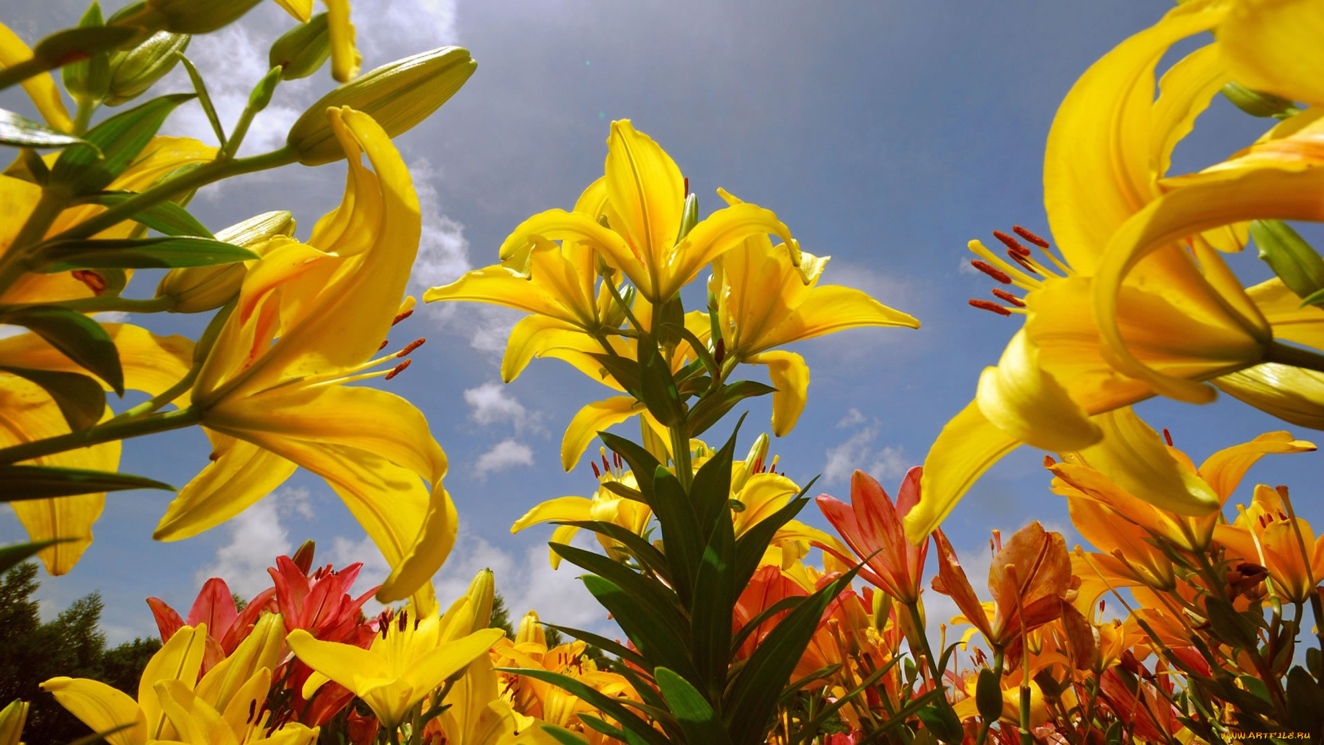 цветы, лилии, , лилейники, лепестки