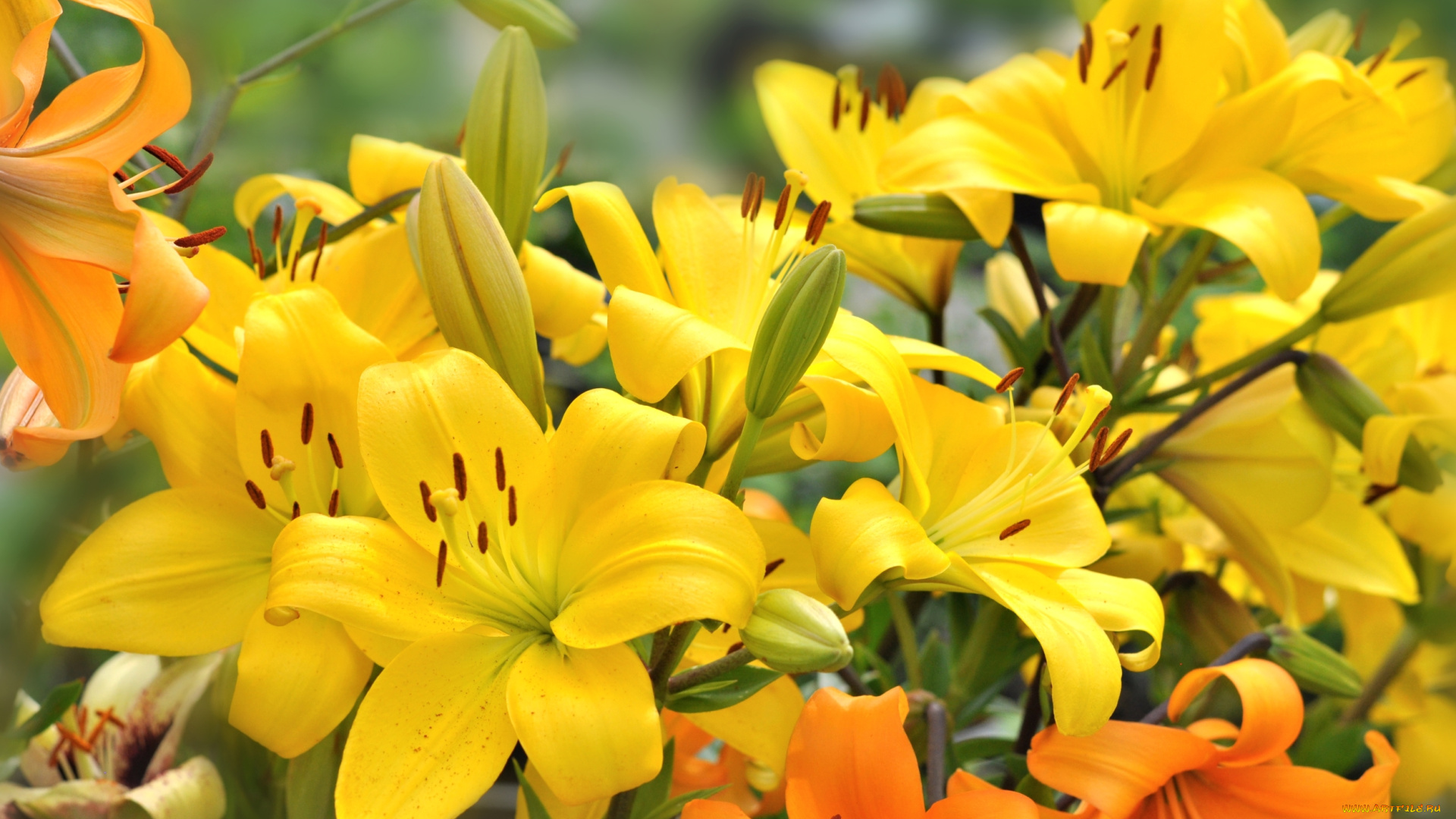 цветы, лилии, , лилейники, желтый