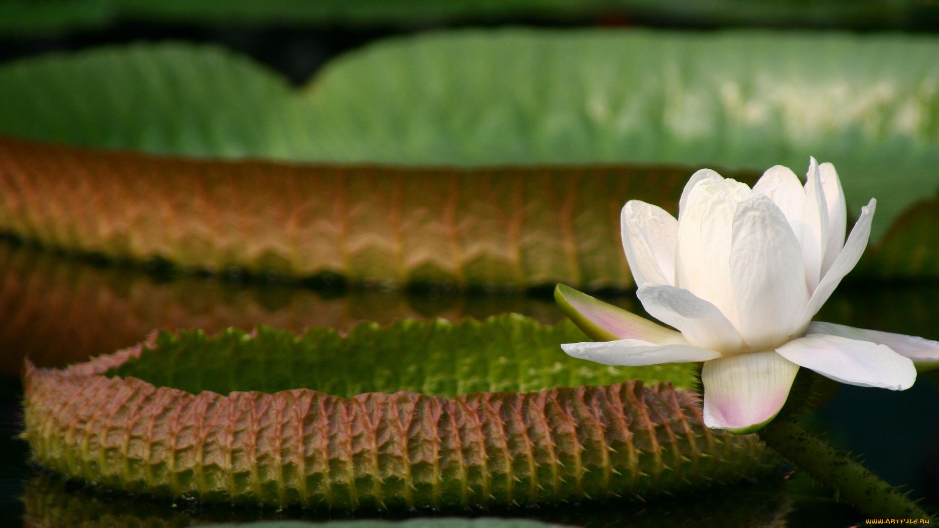 цветы, лилии, водяные, , нимфеи, , кувшинки, кувшинки, листья, вода