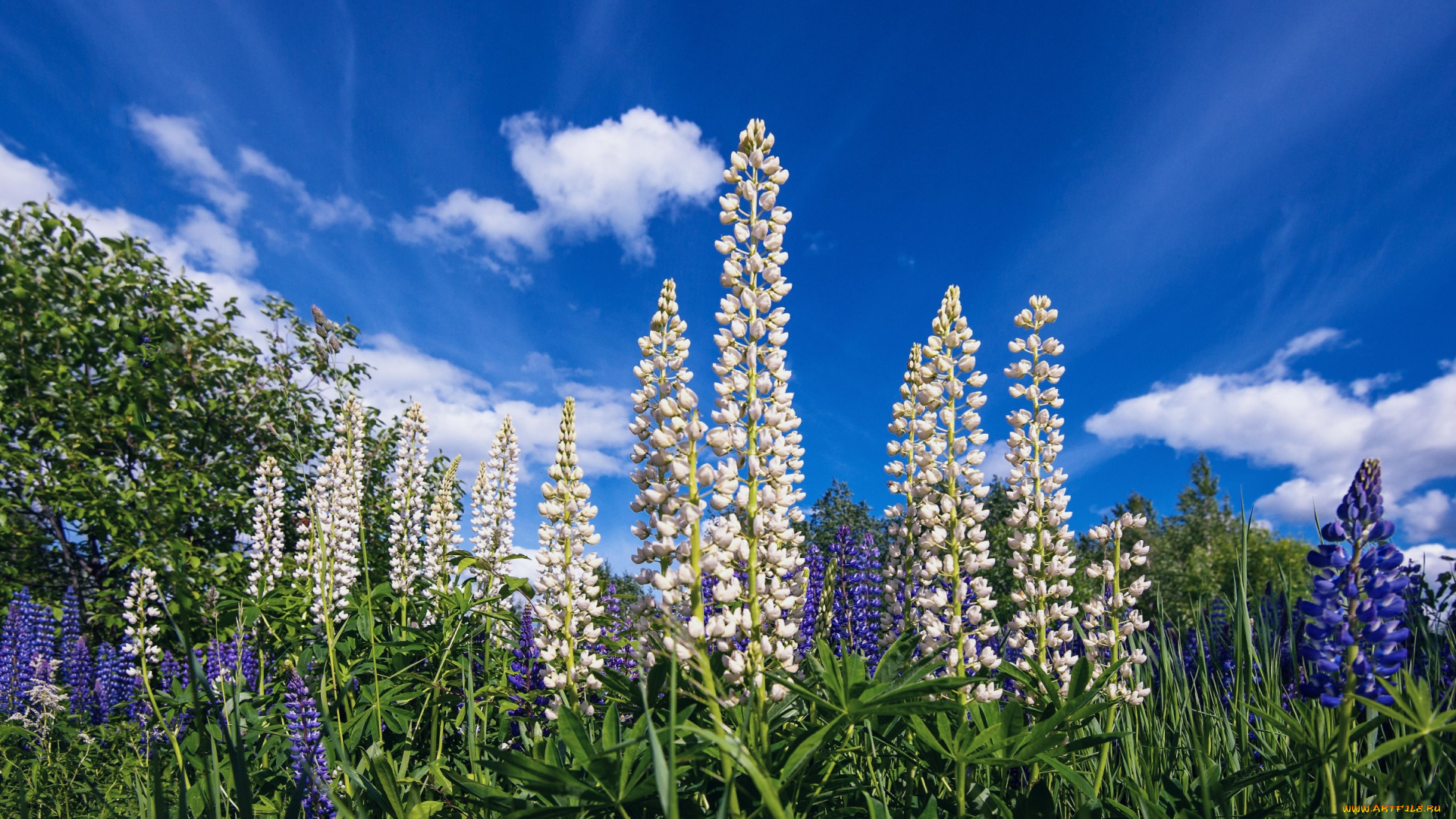 цветы, люпин, лето