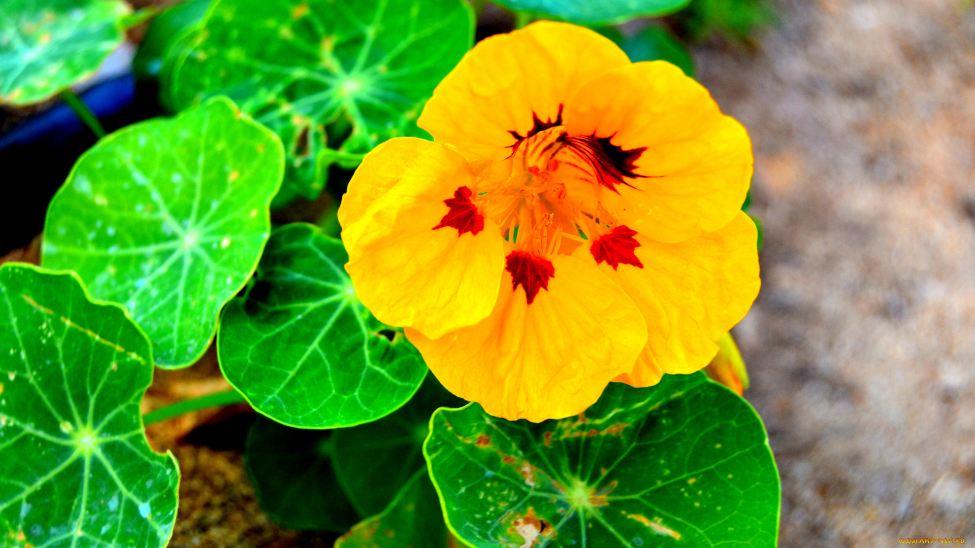 цветы, настурции, желтый