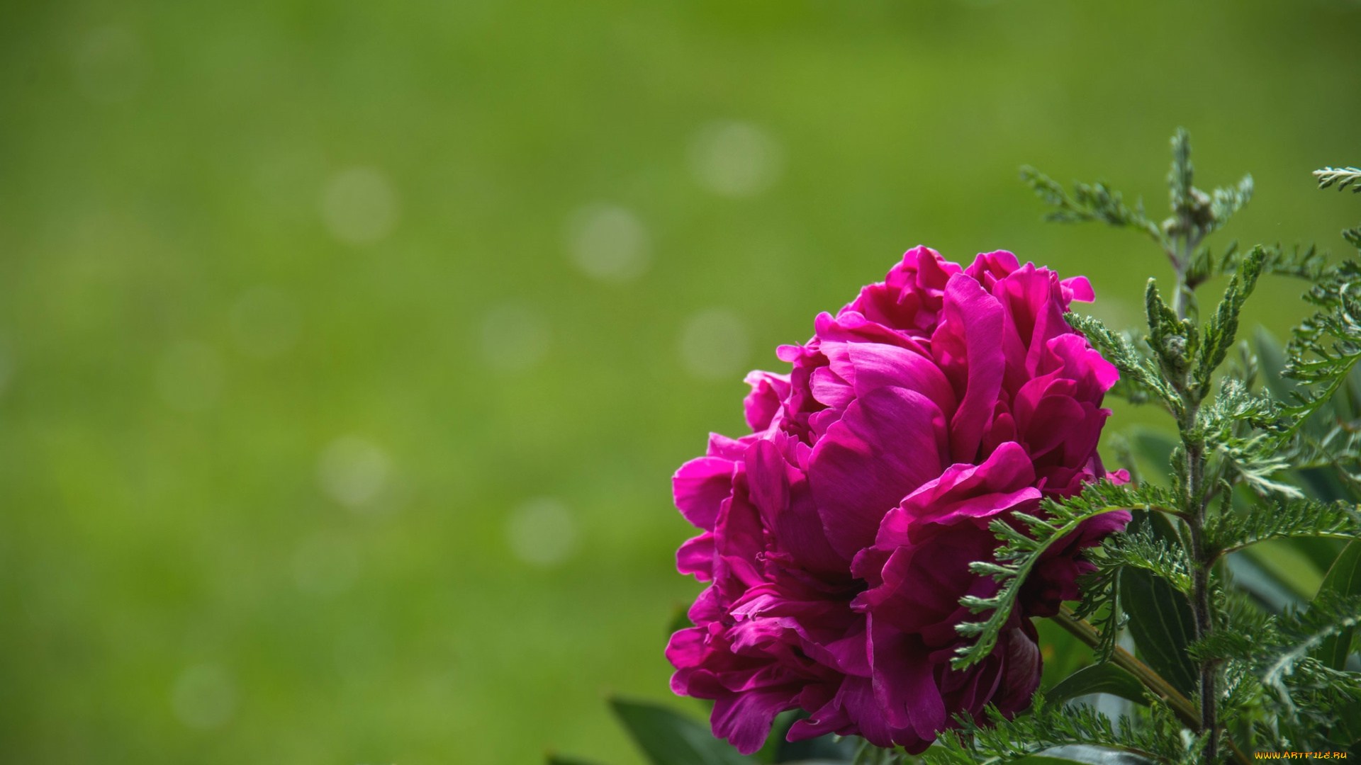 цветы, пионы, лиловый