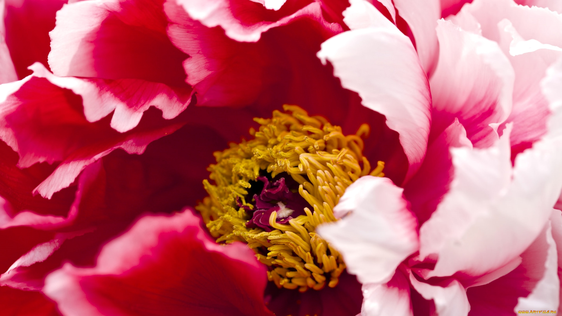 цветы, пионы, макро